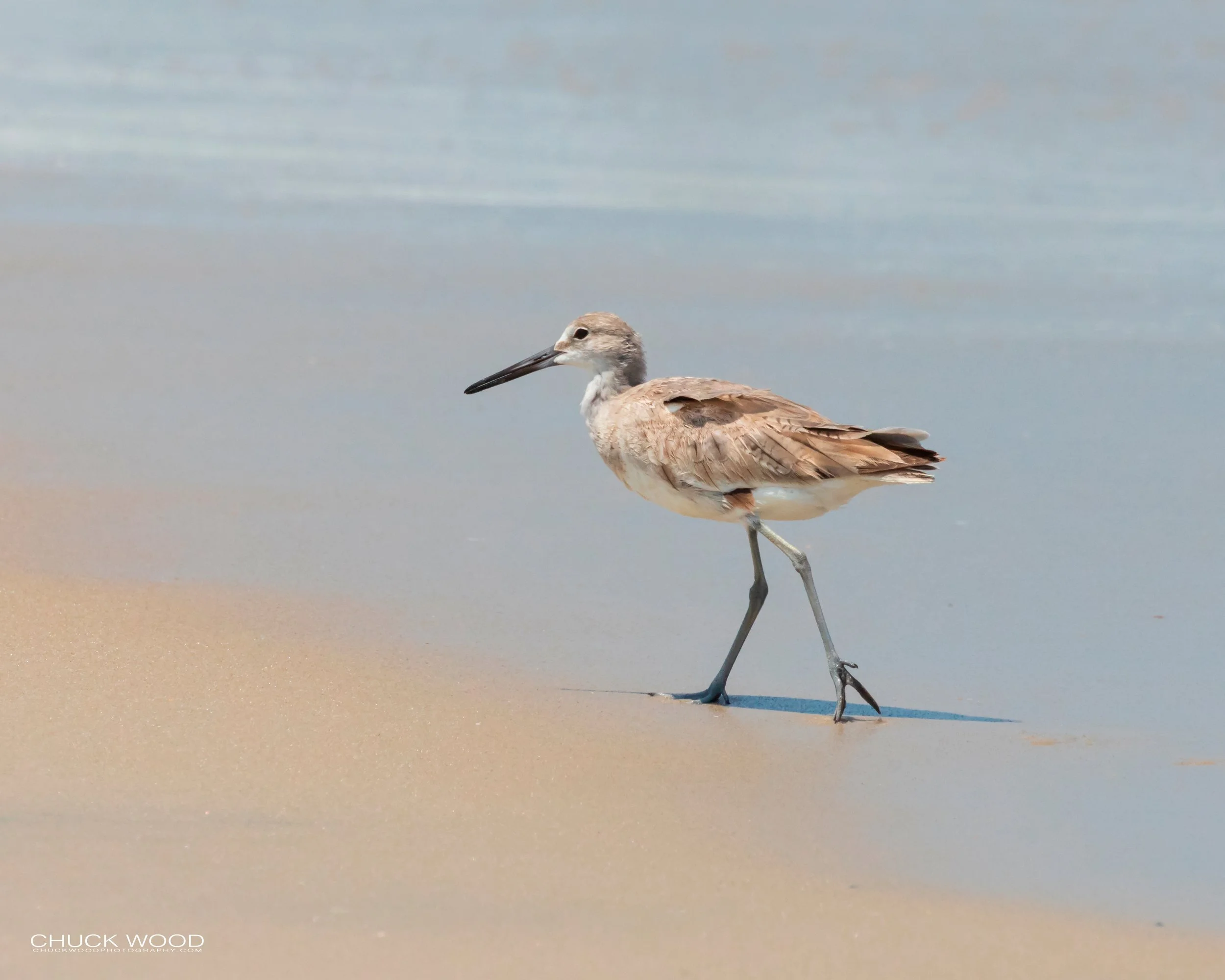   Pea Island NWR, NC 2019 
