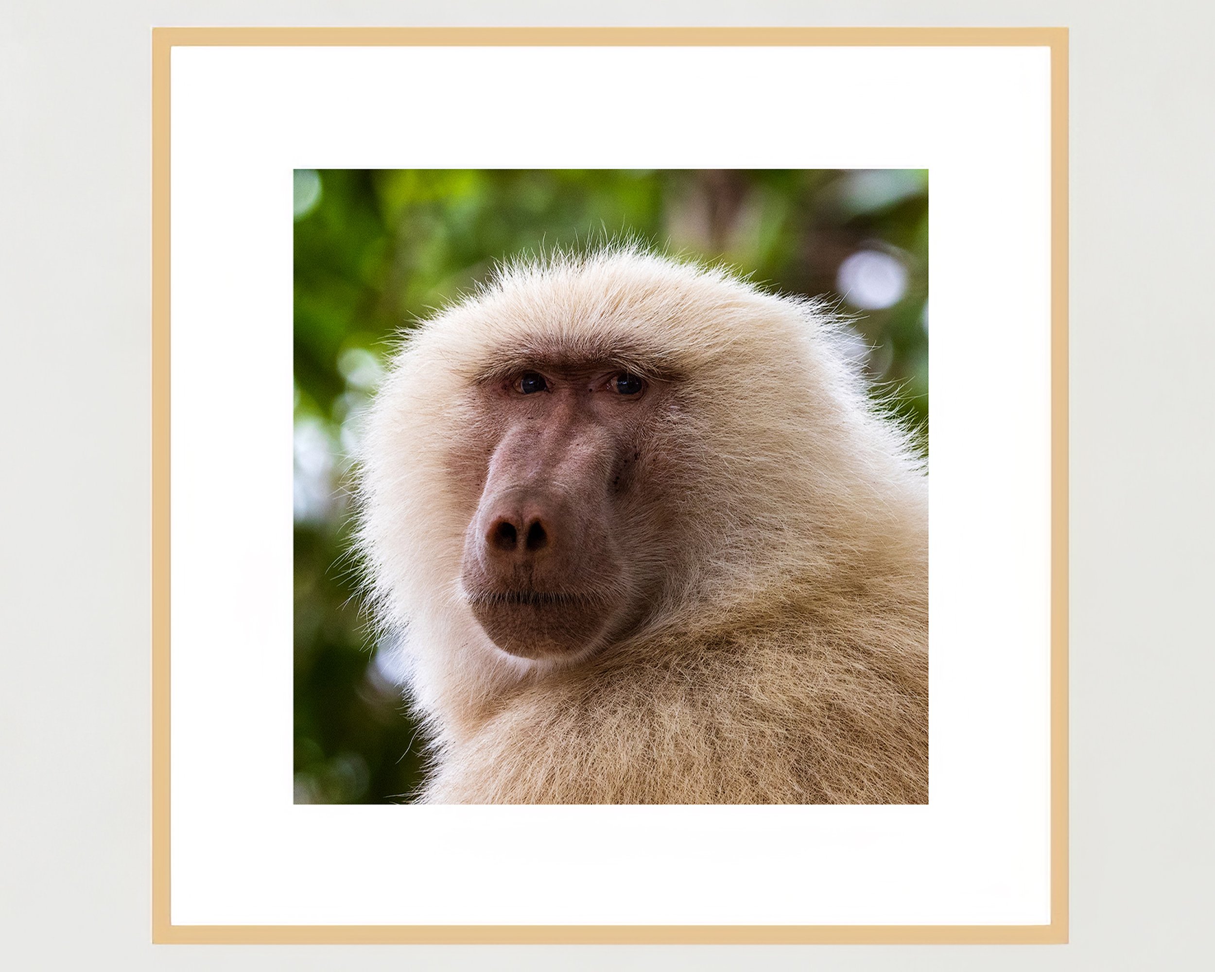 leucistic-olive-baboon-1x1-frame-maple-WB.jpg