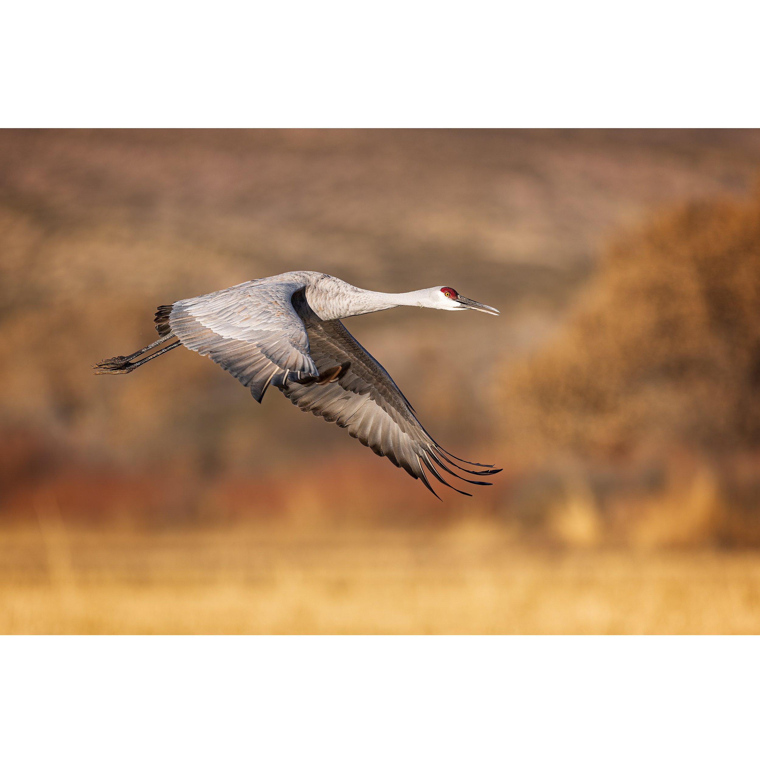 Sandhill-Crane-Bosque-del-Apache-2021-square.jpg