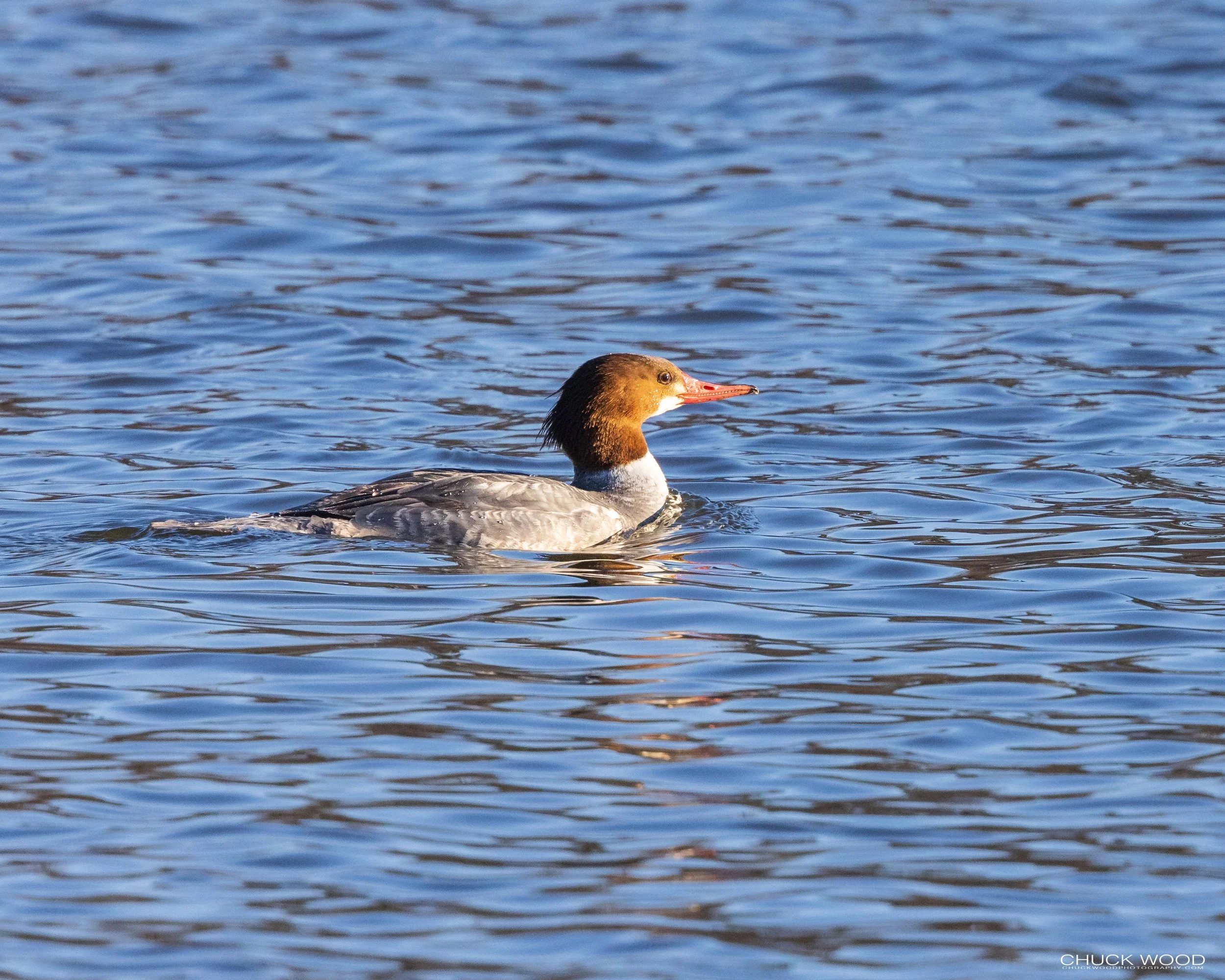  Hackensack River, NJ 2021 