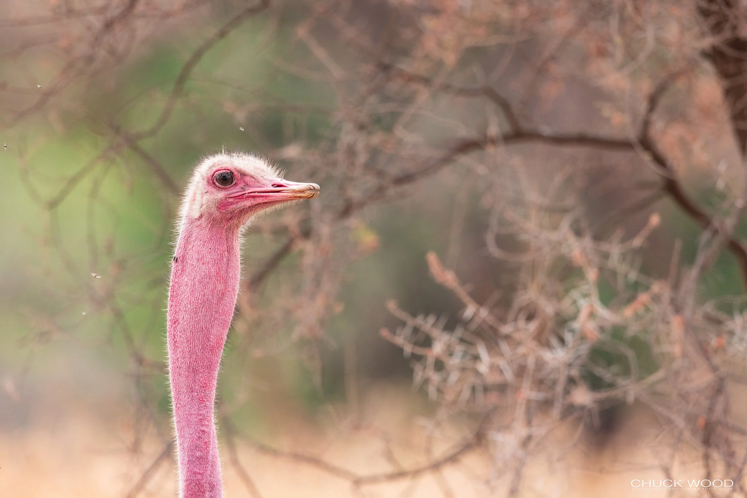  Tarangire, Tanzania 2021 