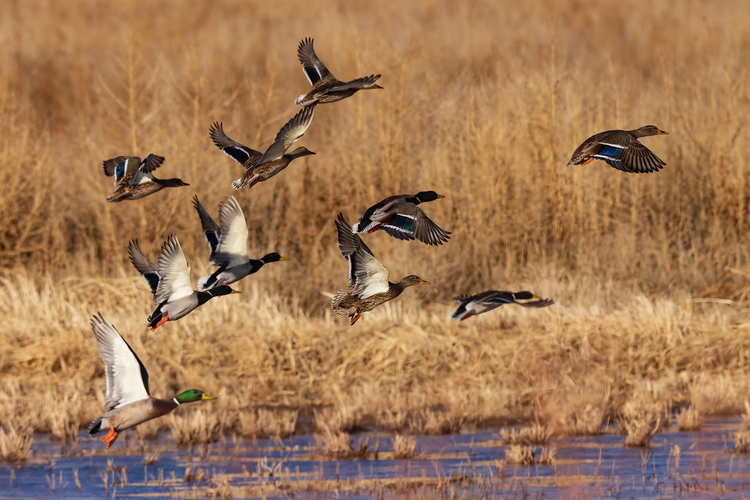  Bosque del Apache, NM 2023 
