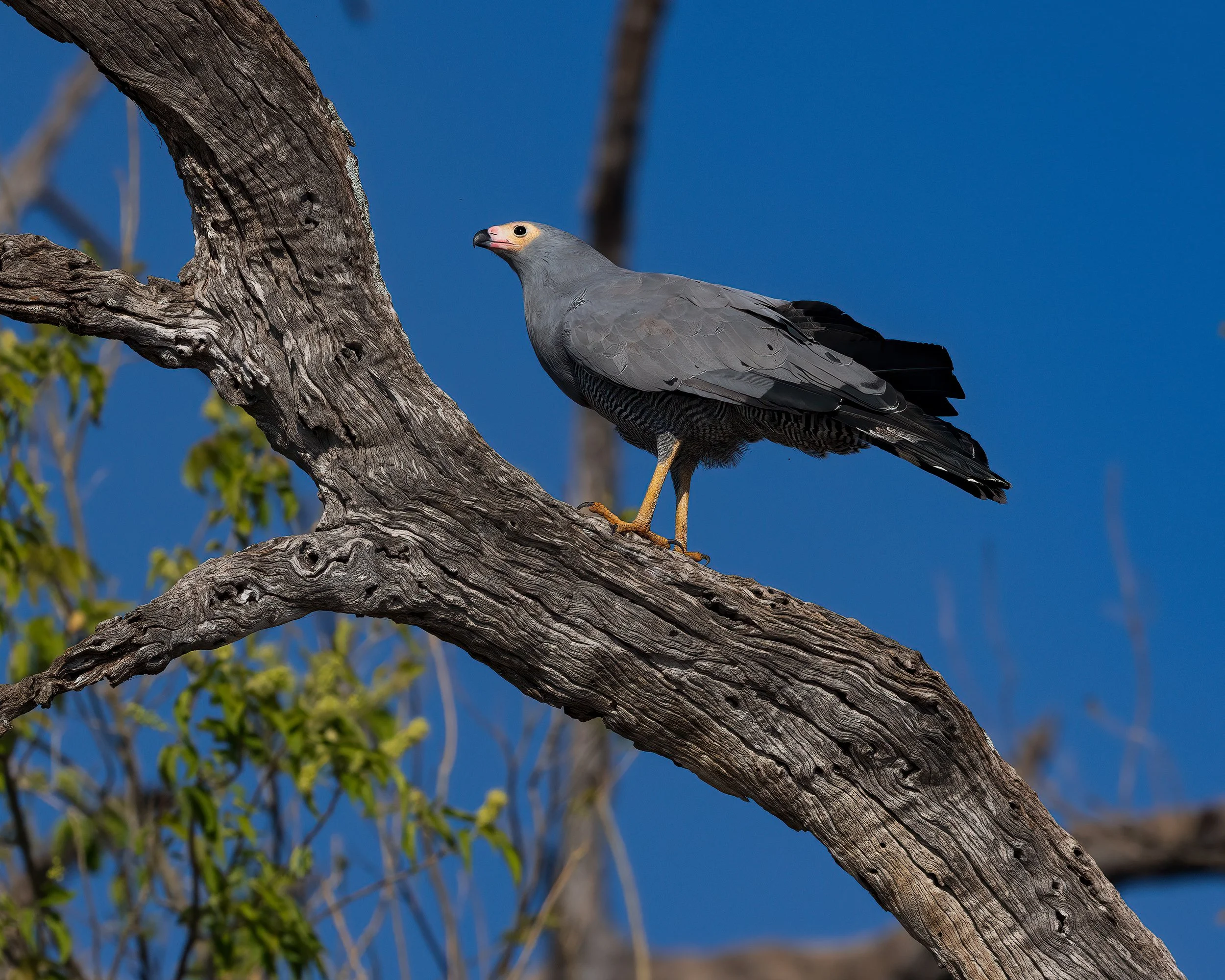 Chobe River, Botswana 2023 