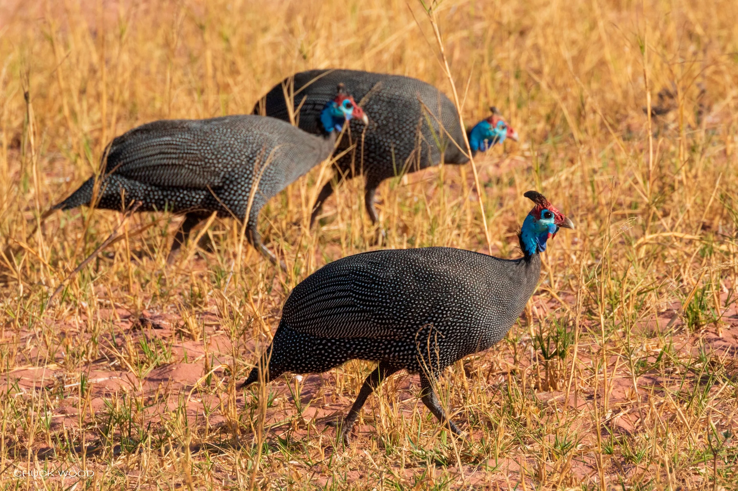  Lake Kariba, Zimbabwe 2019 