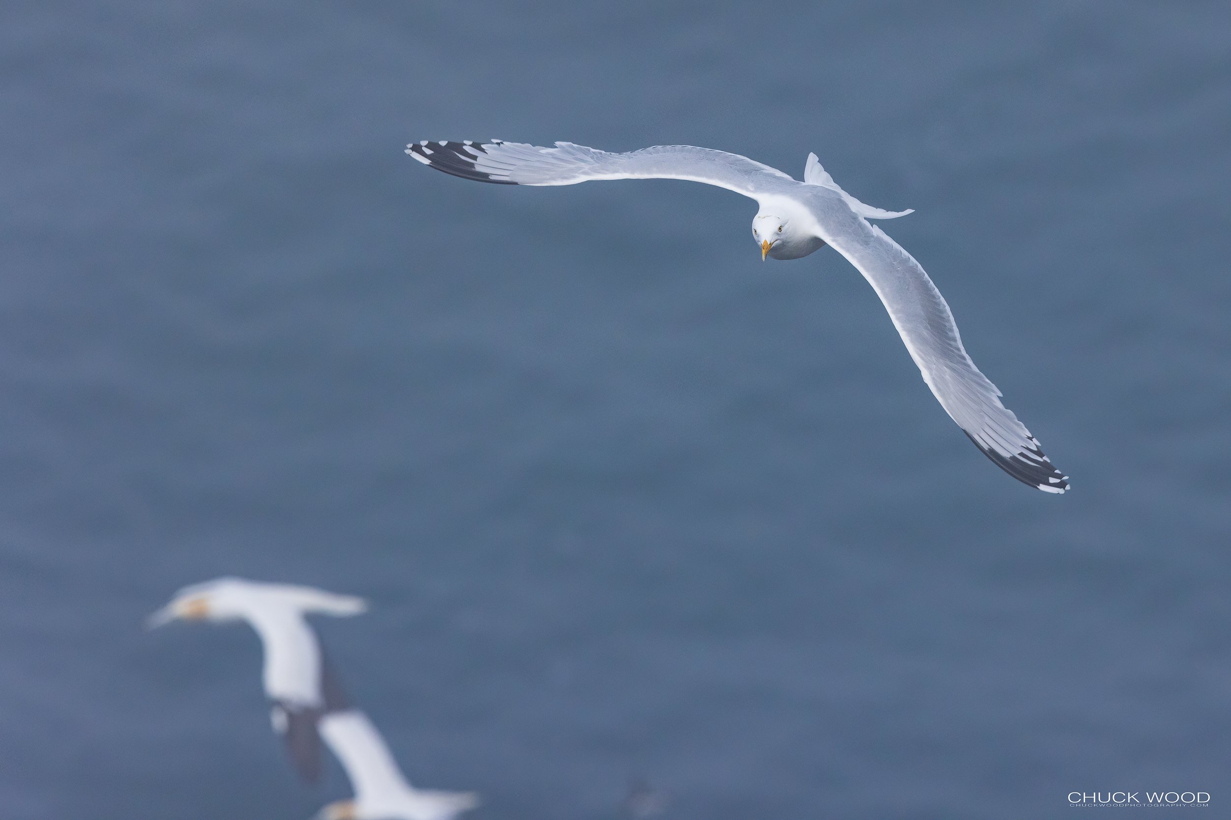  Cape St. Marys, NL 2022 