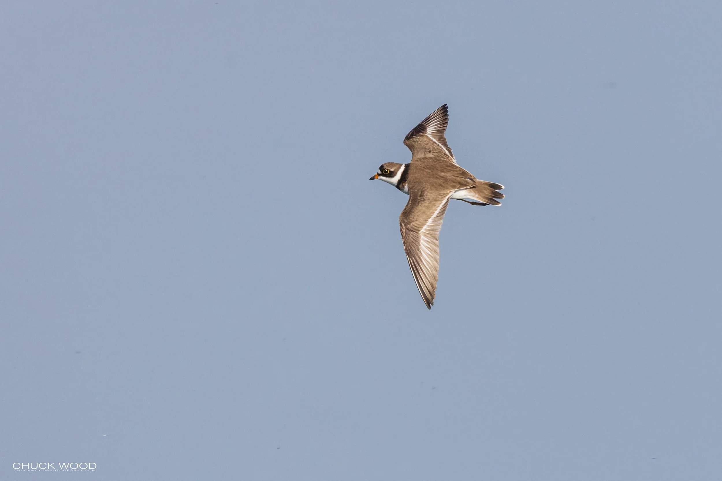  Forsythe NWR, NJ 2021 