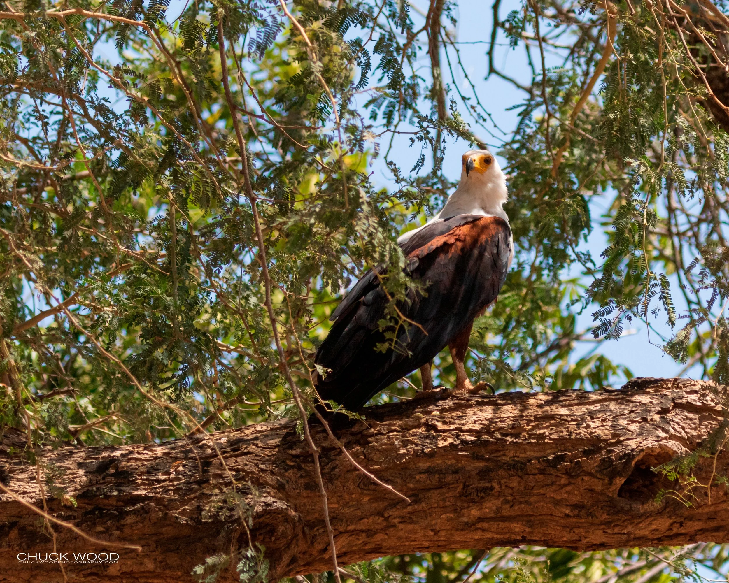  Lake Kariba, Zimbabwe 2019 