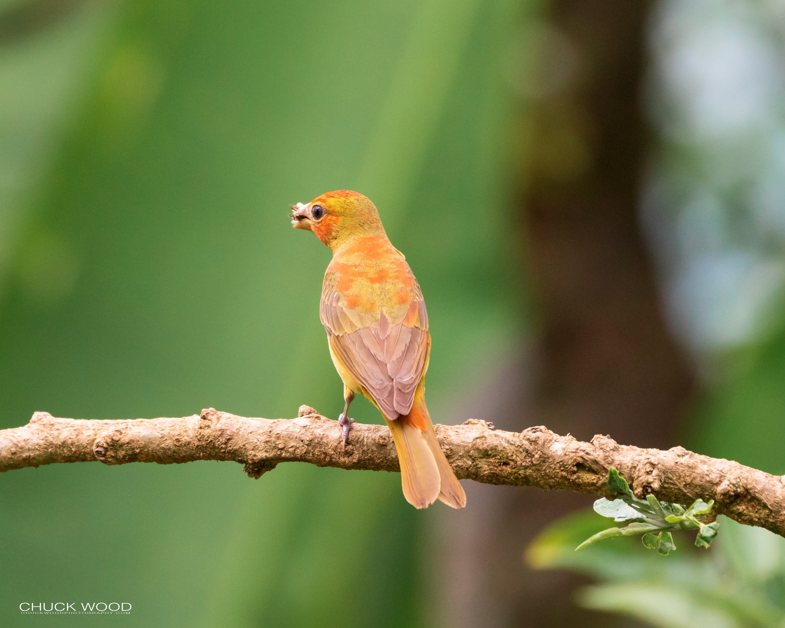  Rancho Naturalista, Costa Rica 2020 