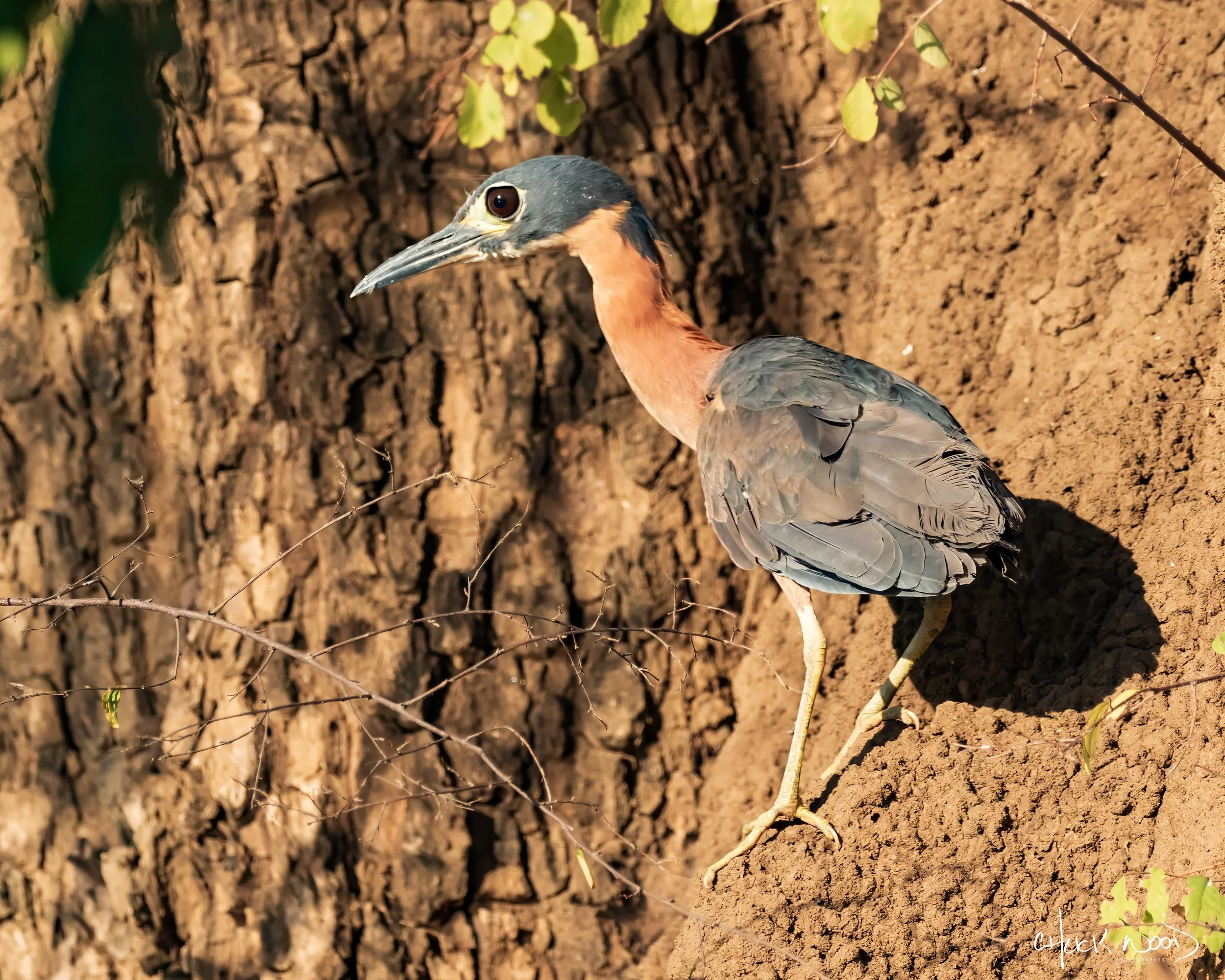  Mana Pools, Zimbabwe 2019 