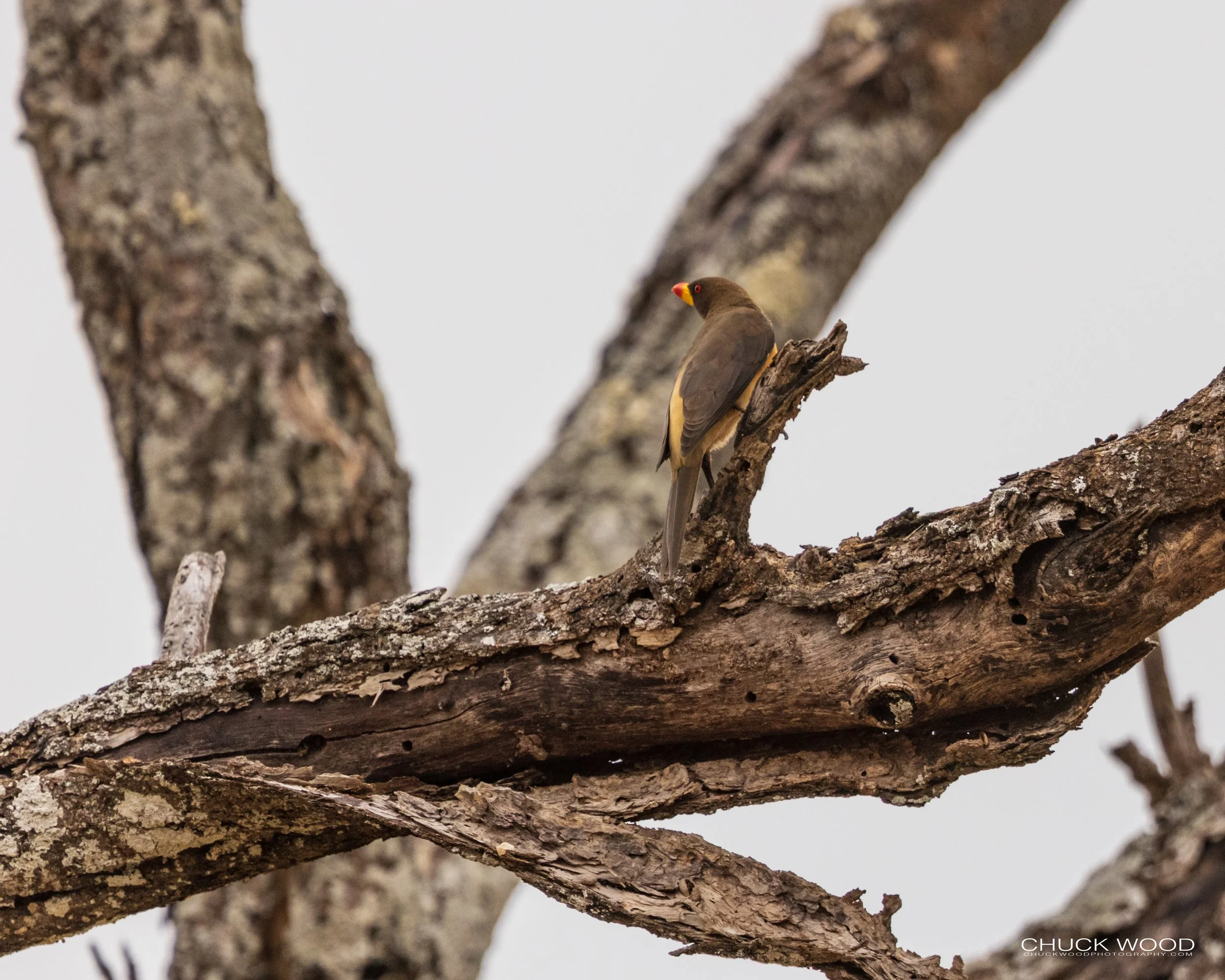  Tarangire, Tanzania 2021 