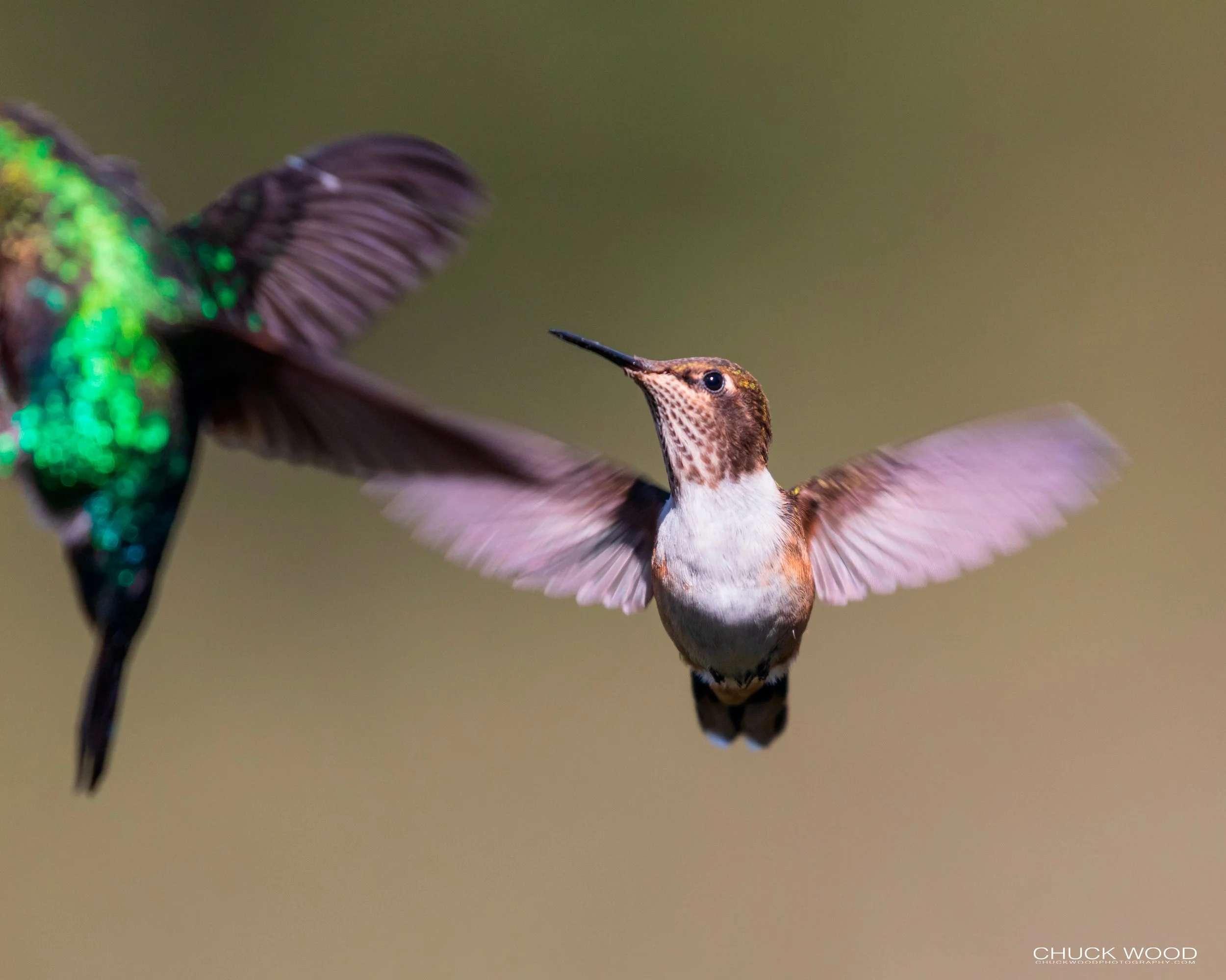  Paraiso Quetzal, Costa Rica 2020 
