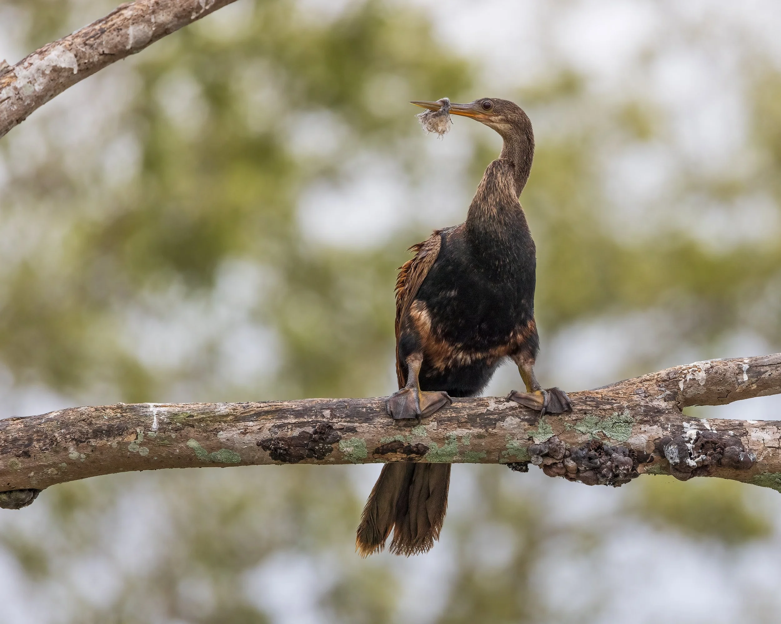  Tarcoles River, Costa Rica 2023 