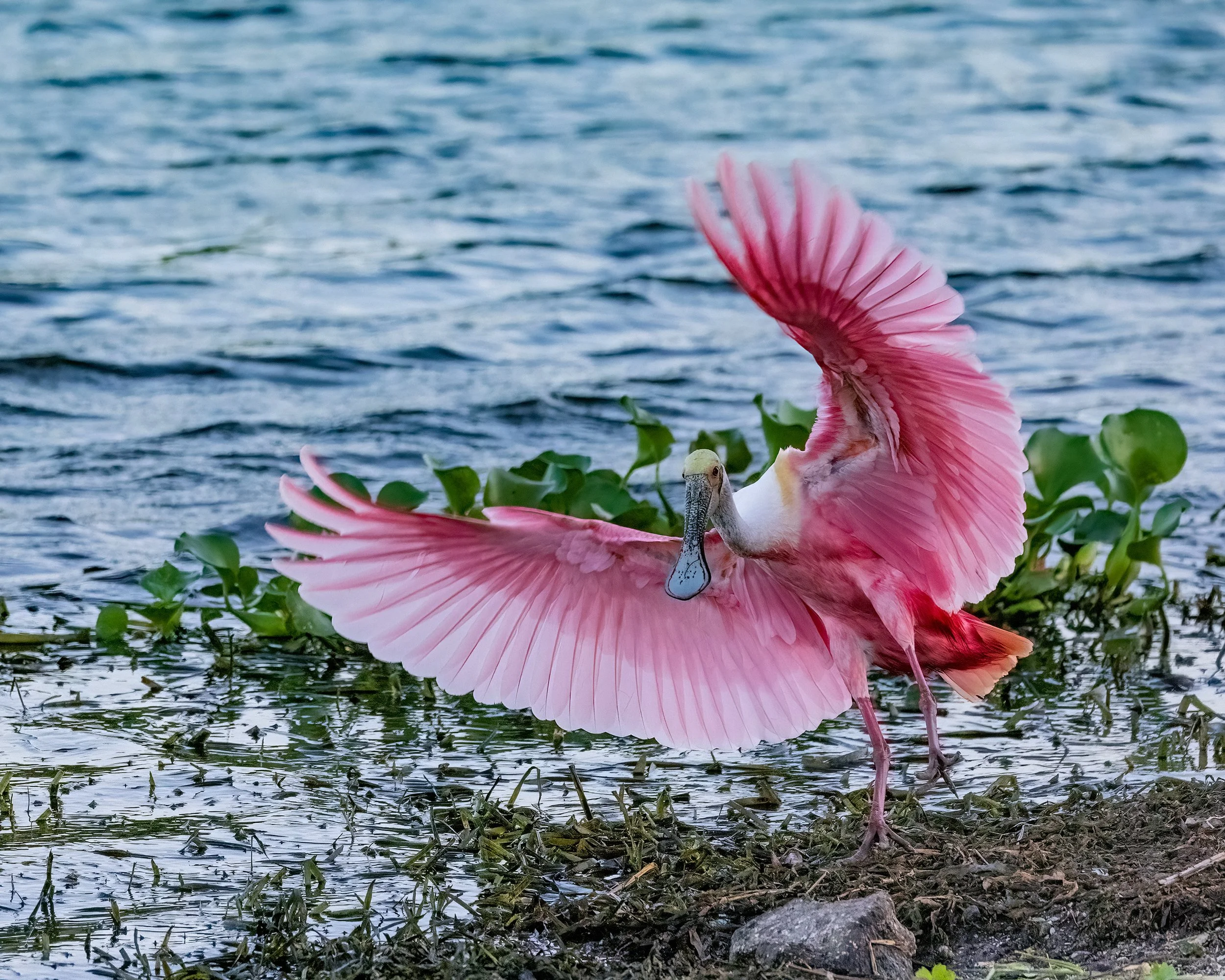  Stick Marsh, FL 2023 