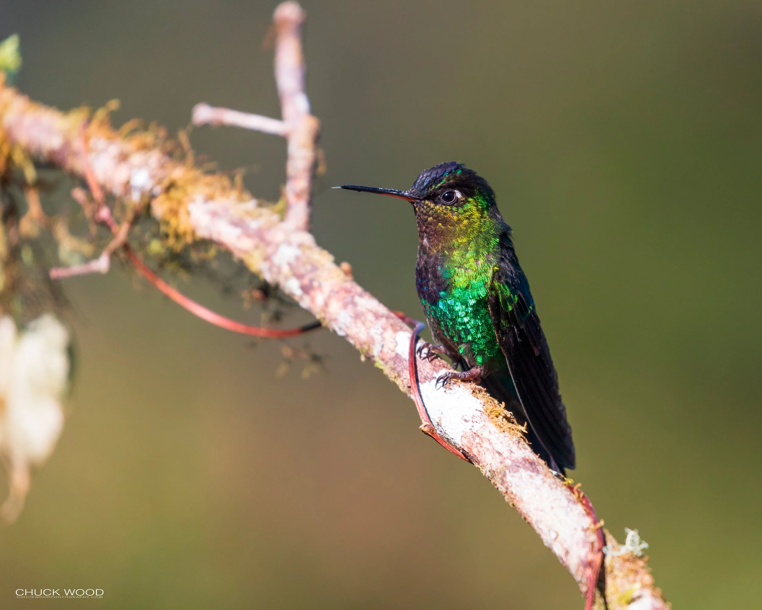  Paraiso Quetzal, Costa Rica 2020 
