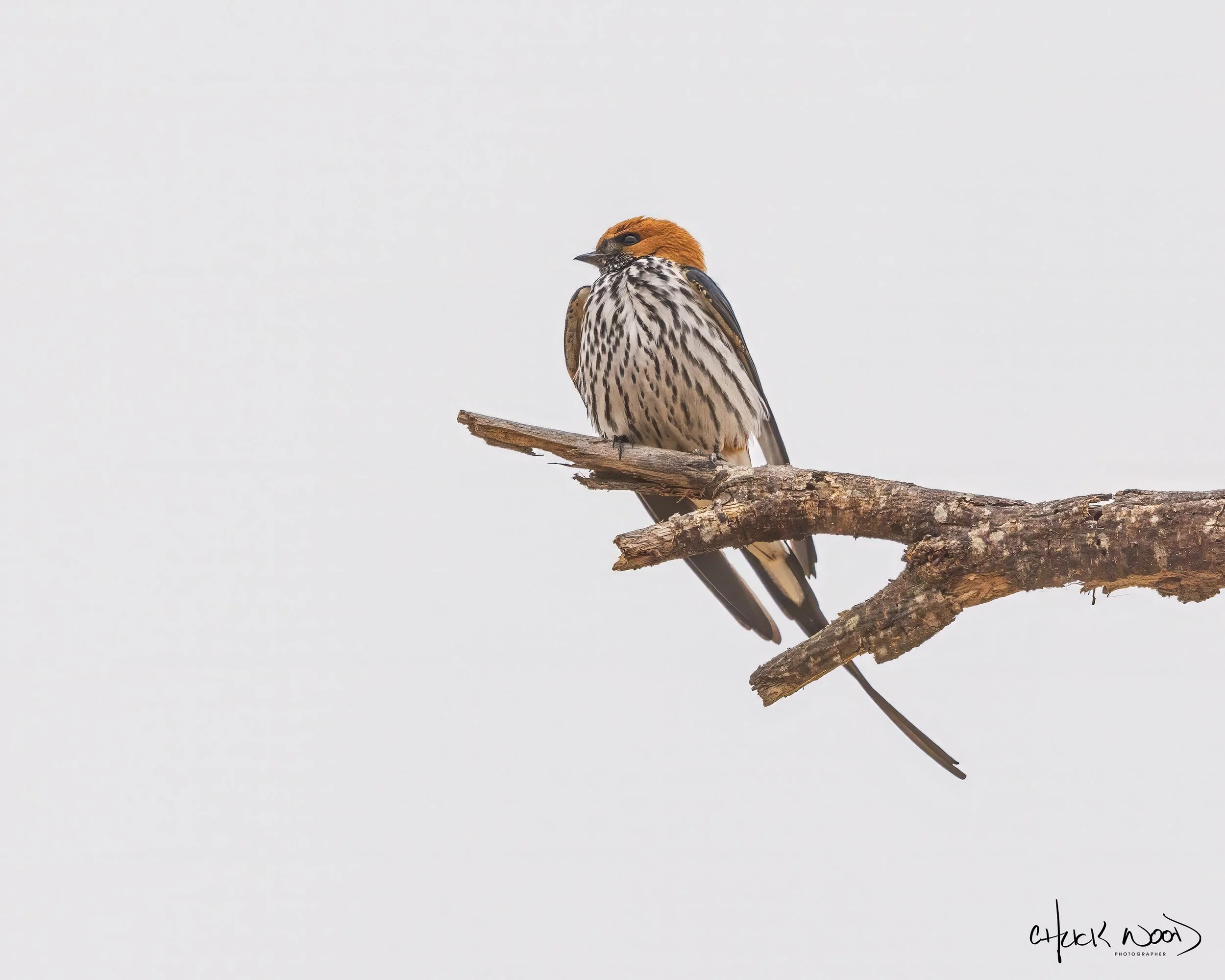  Tarangire, Tanzania 2021 