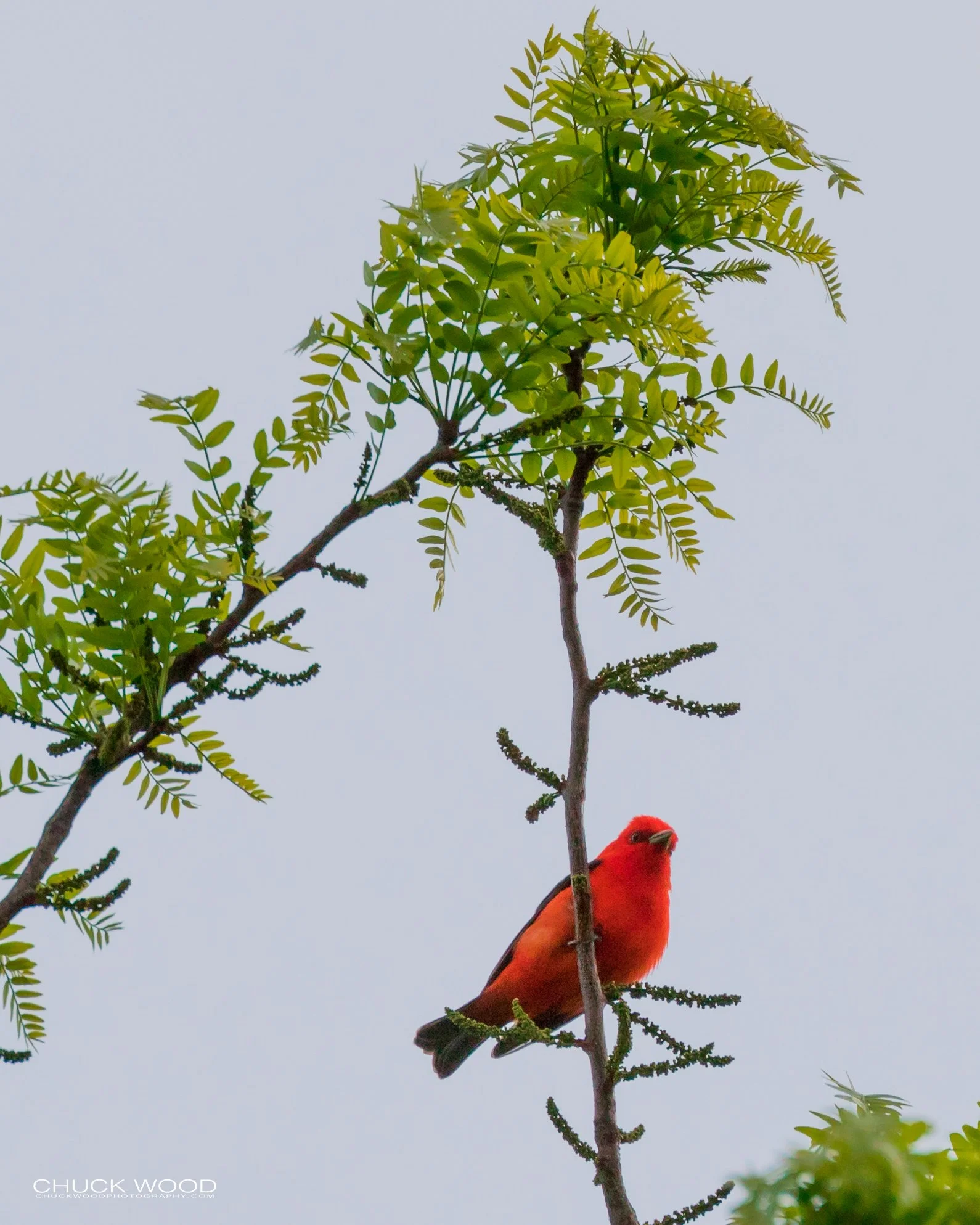  Central Park NYC, 2019 