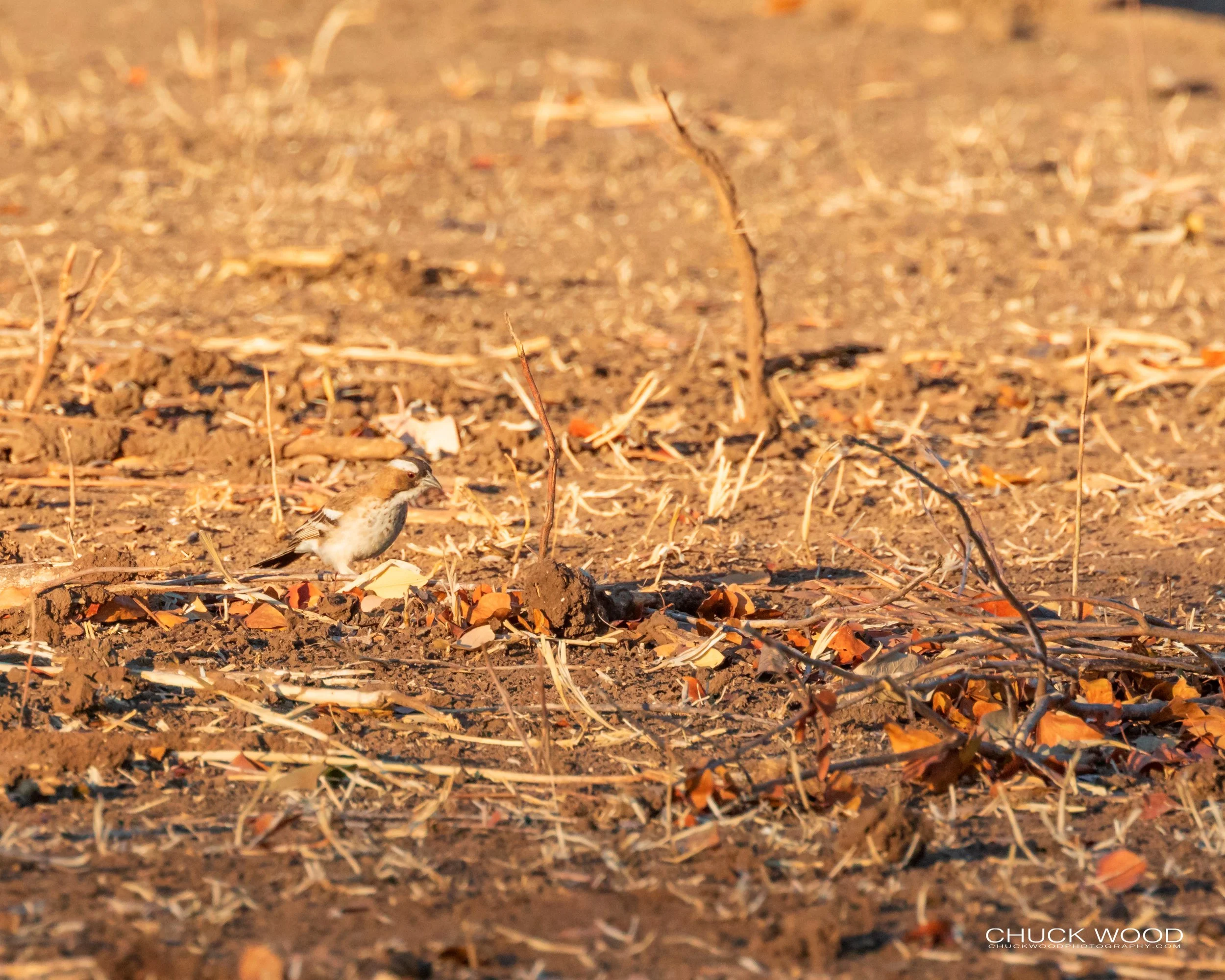 Lake Kariba, Zimbabwe 2019