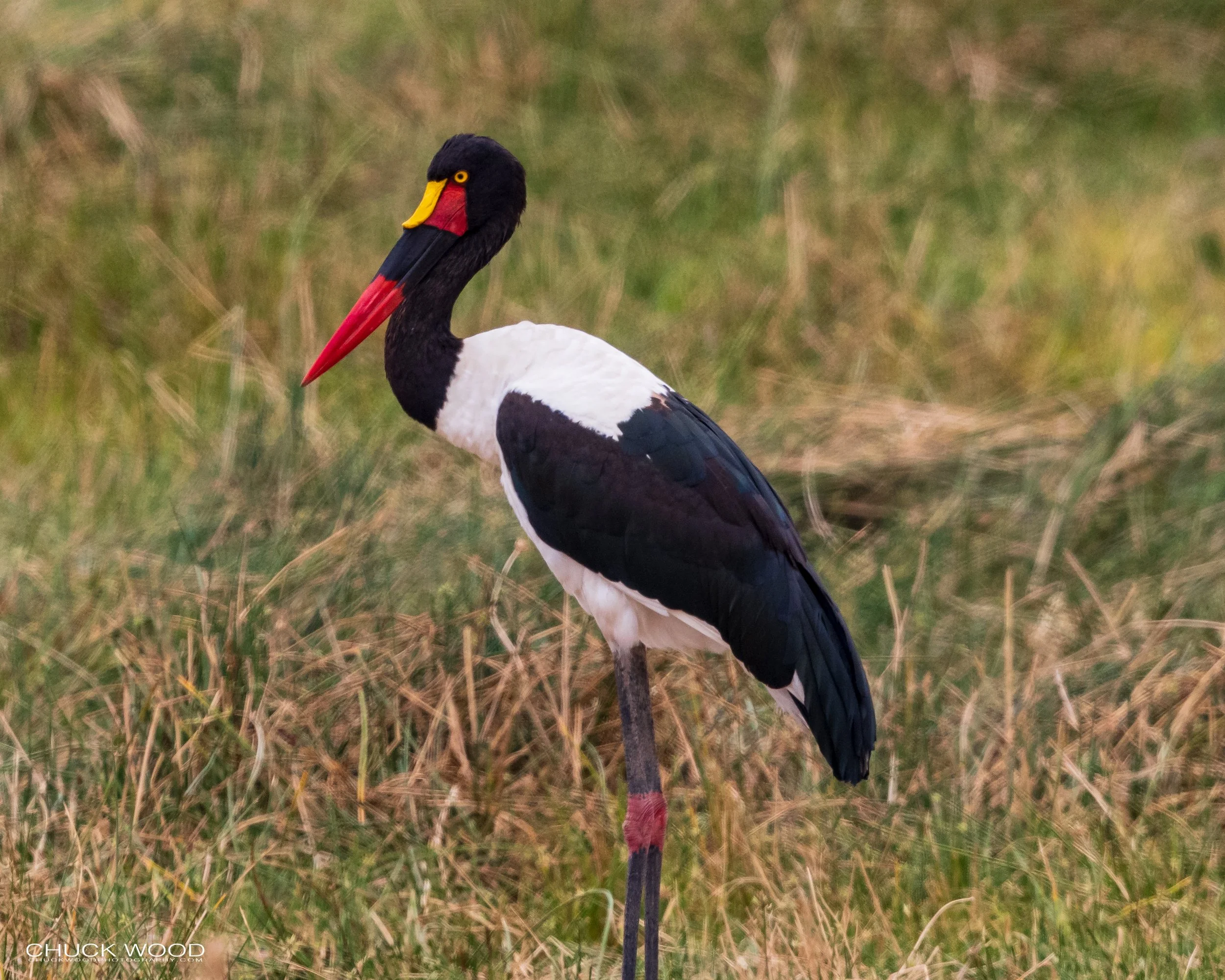  Tarangire, Tanzania 2021 