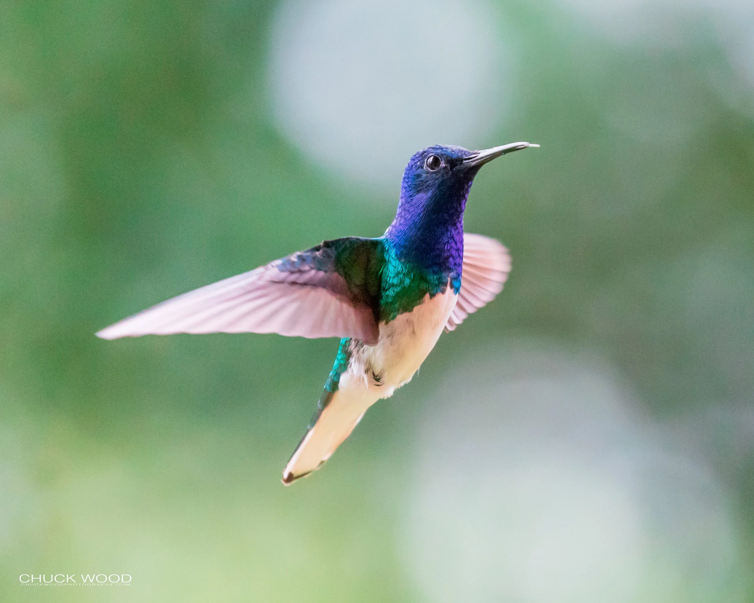  Rancho Naturalista, Costa Rica 2020 