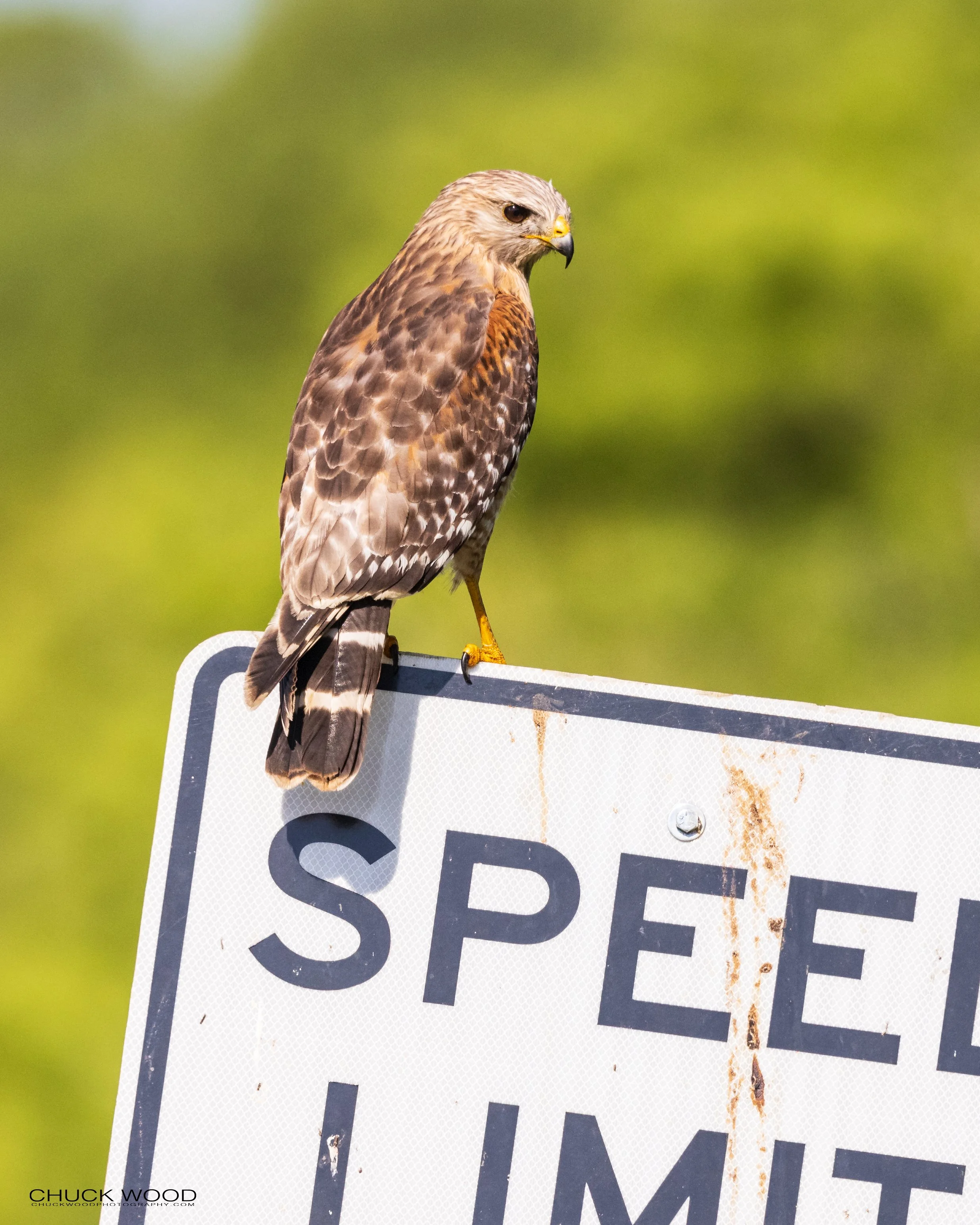  Blue Cypress, FL 2021 