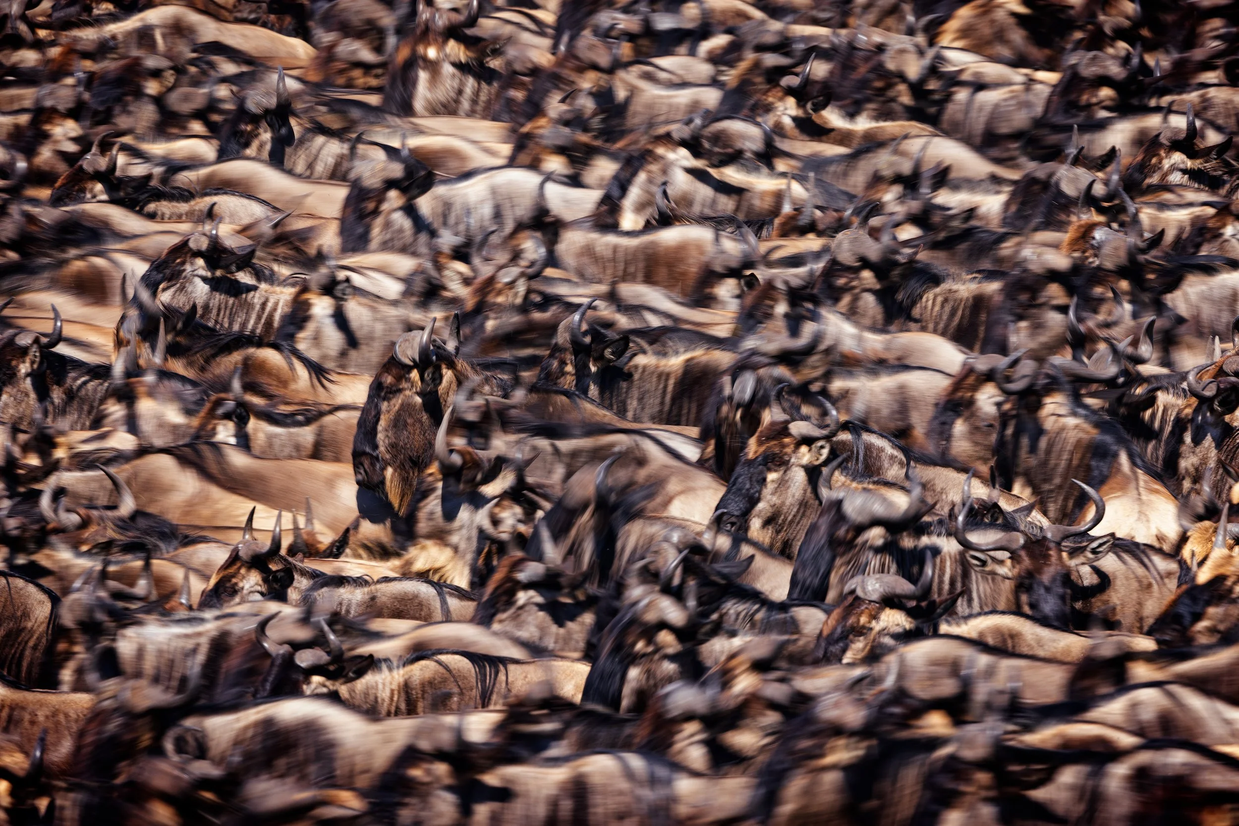 CW00006 Mara-River-Crossing-2021-3000.jpg