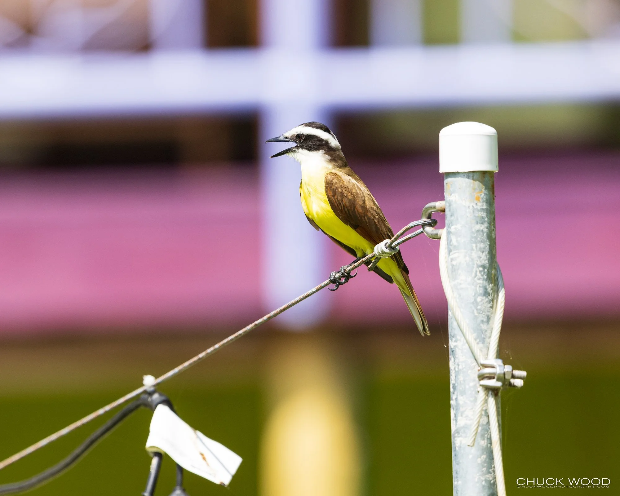  Osa Peninsula, Costa Rica 2022 I/ 