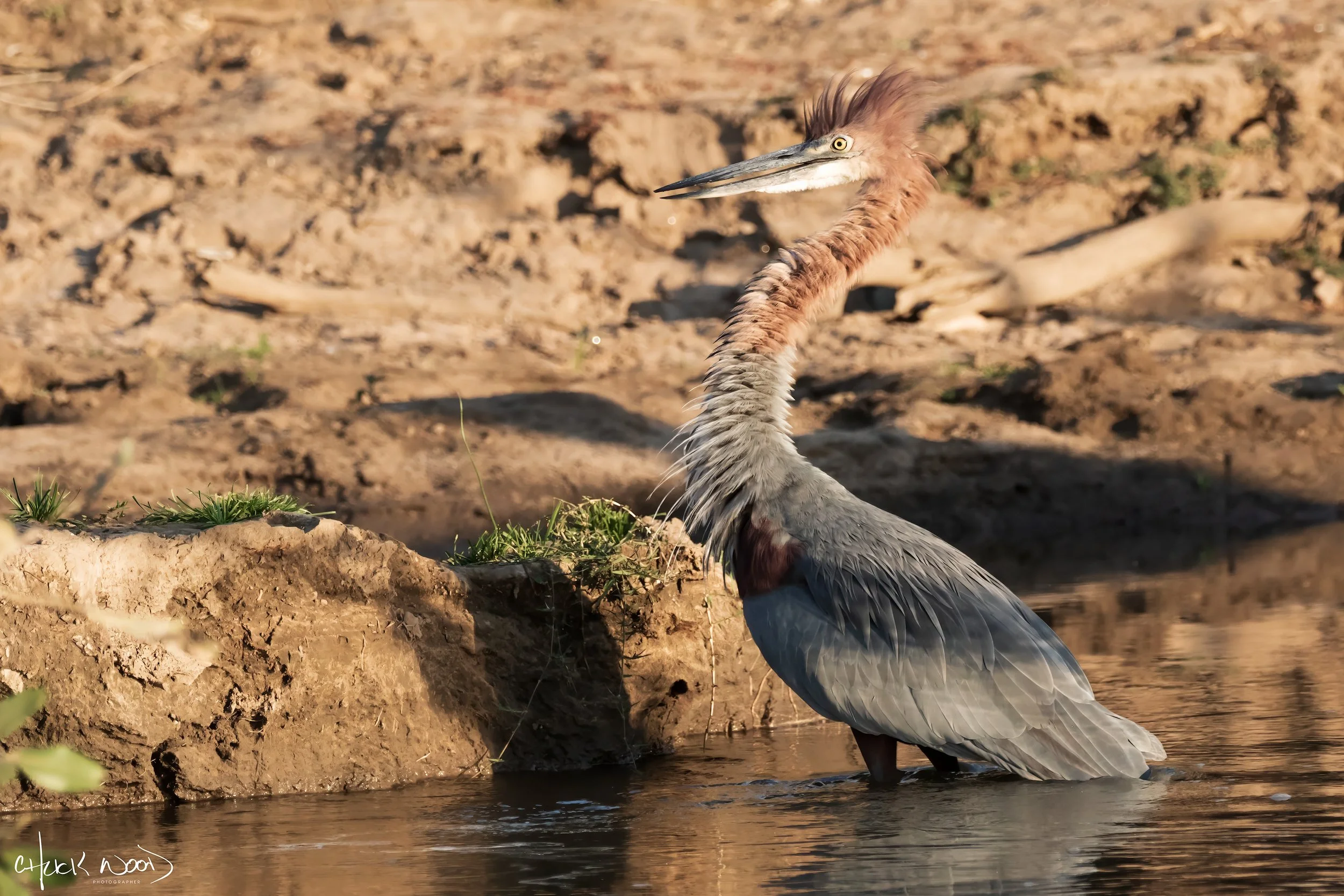  Mana Pools, Zimbabwe 2019 