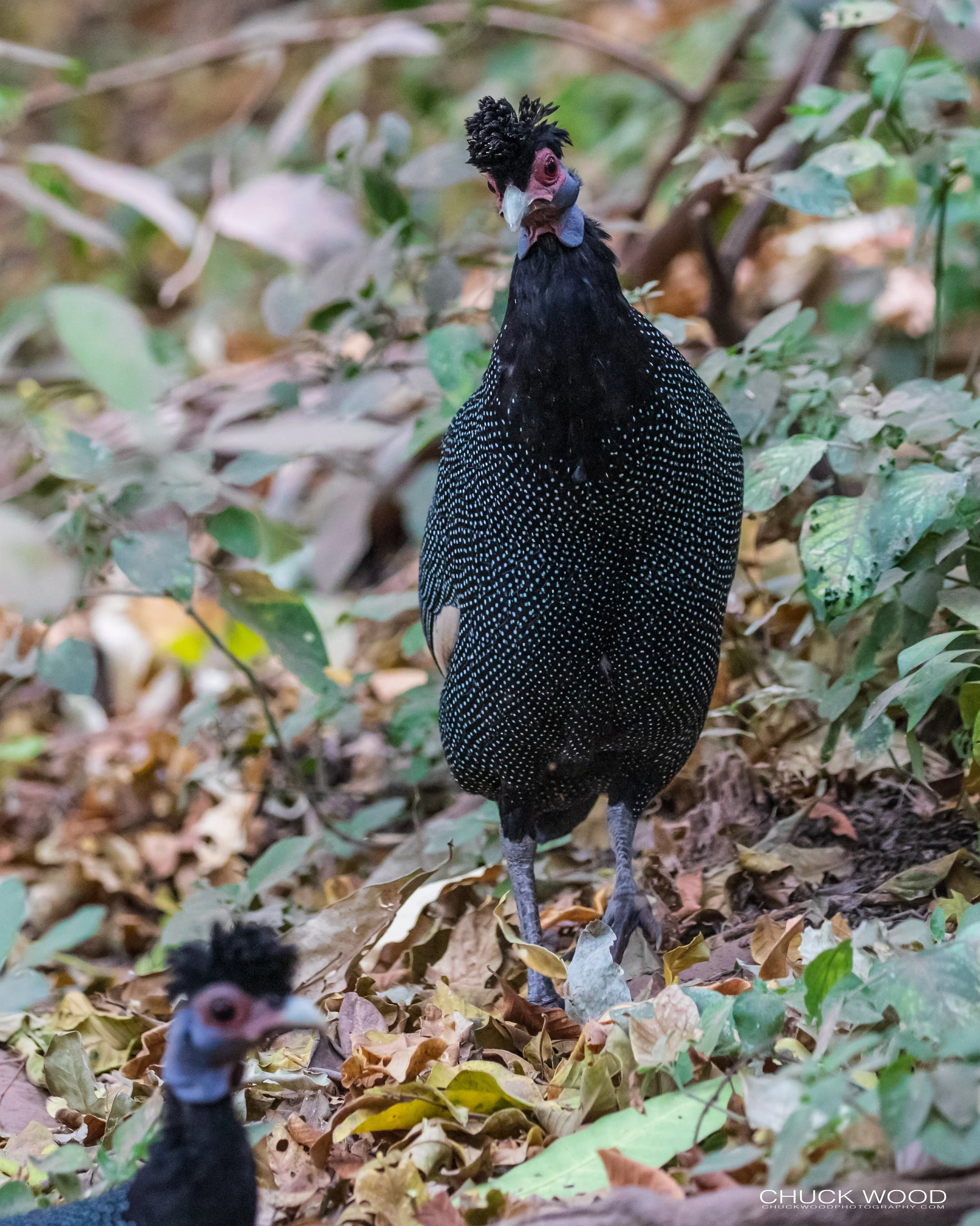  Lake Manyara, Tanzania 2021 