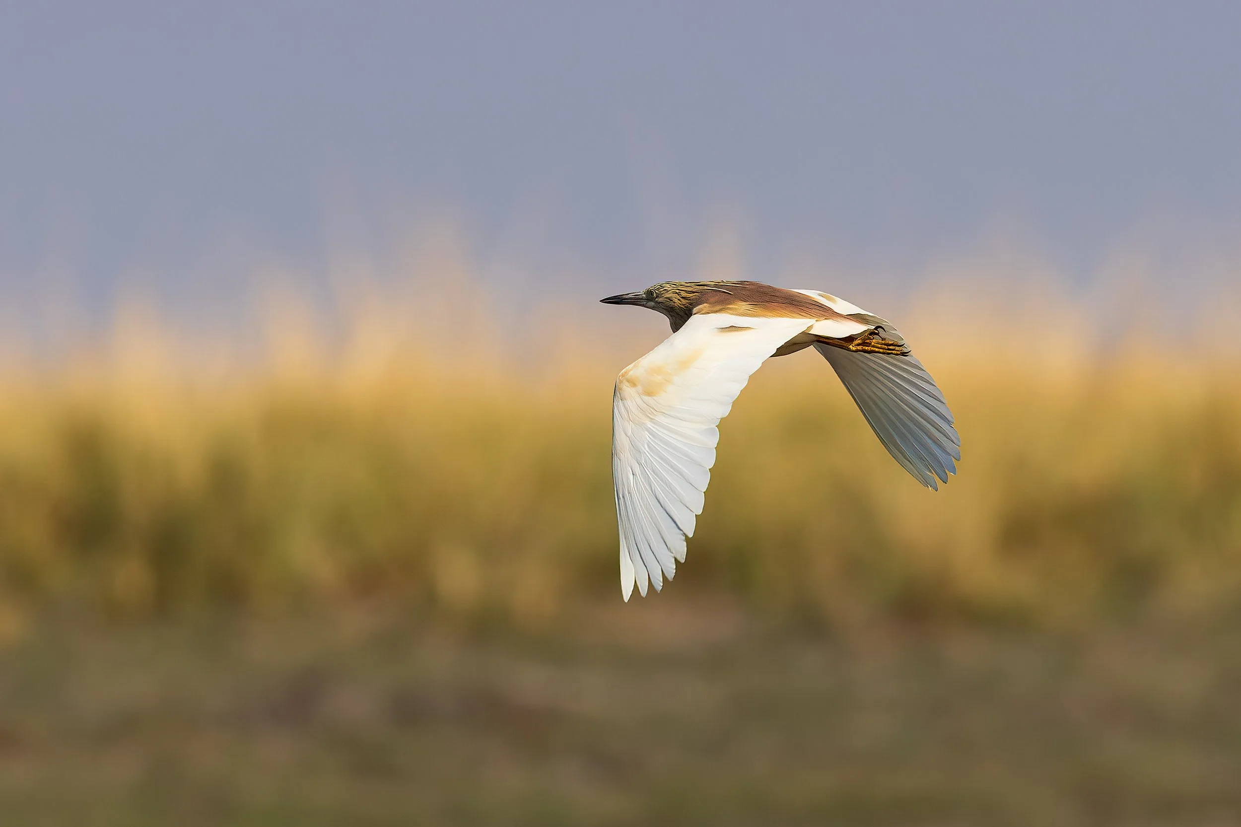  Chobe River, Botswana 2023 