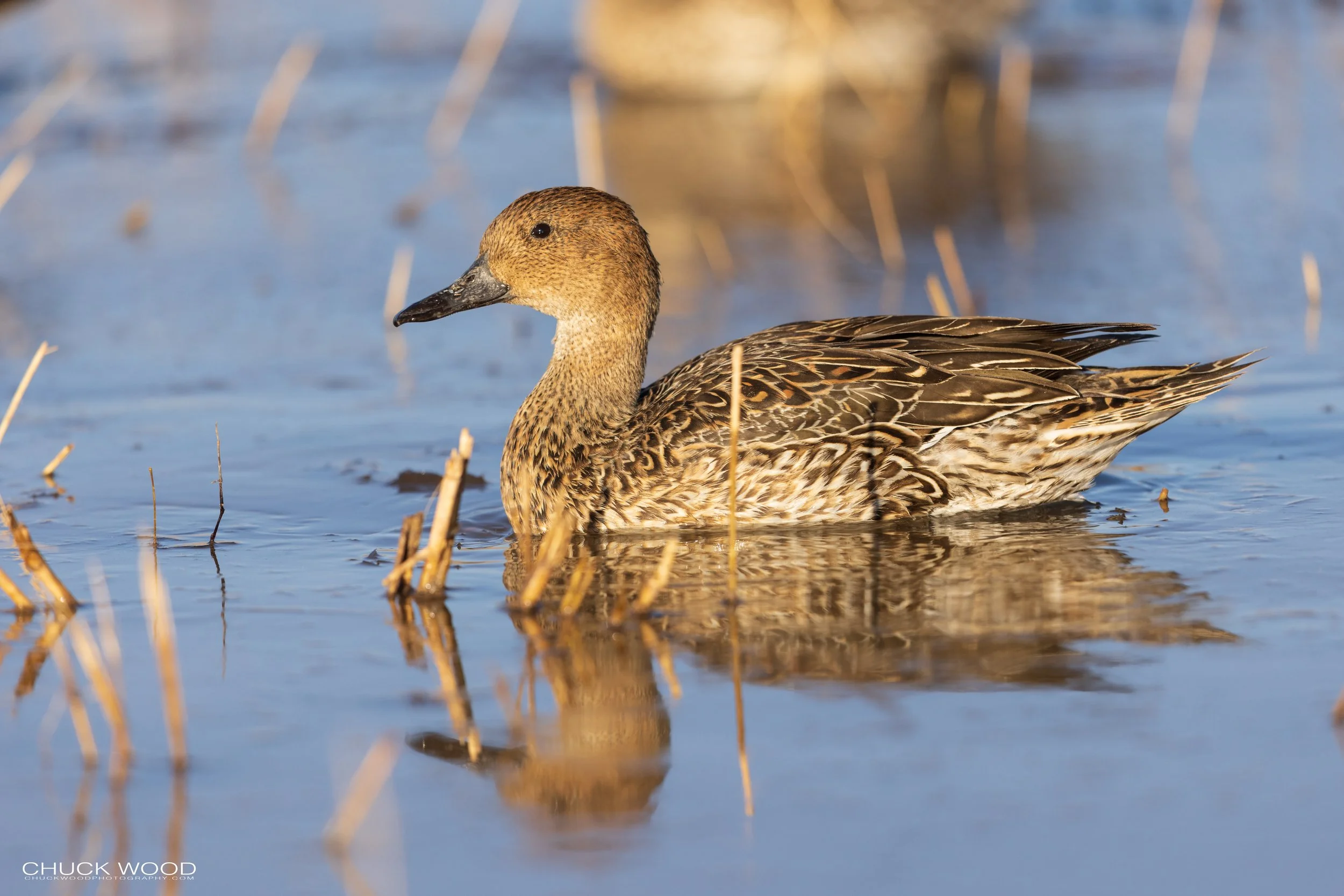  Bosque del Apache, NM 2021 