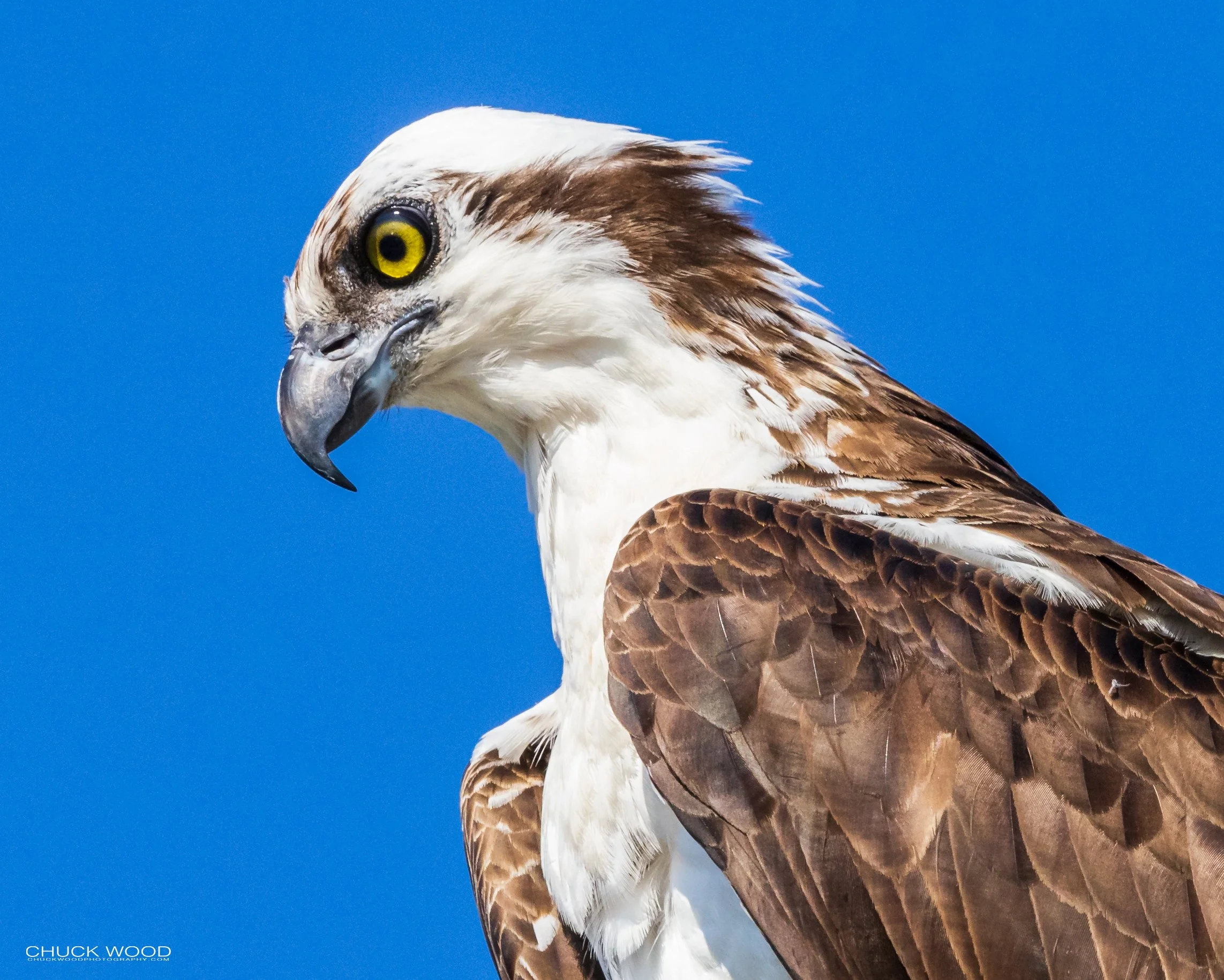 Blue Cypress, FL 2021