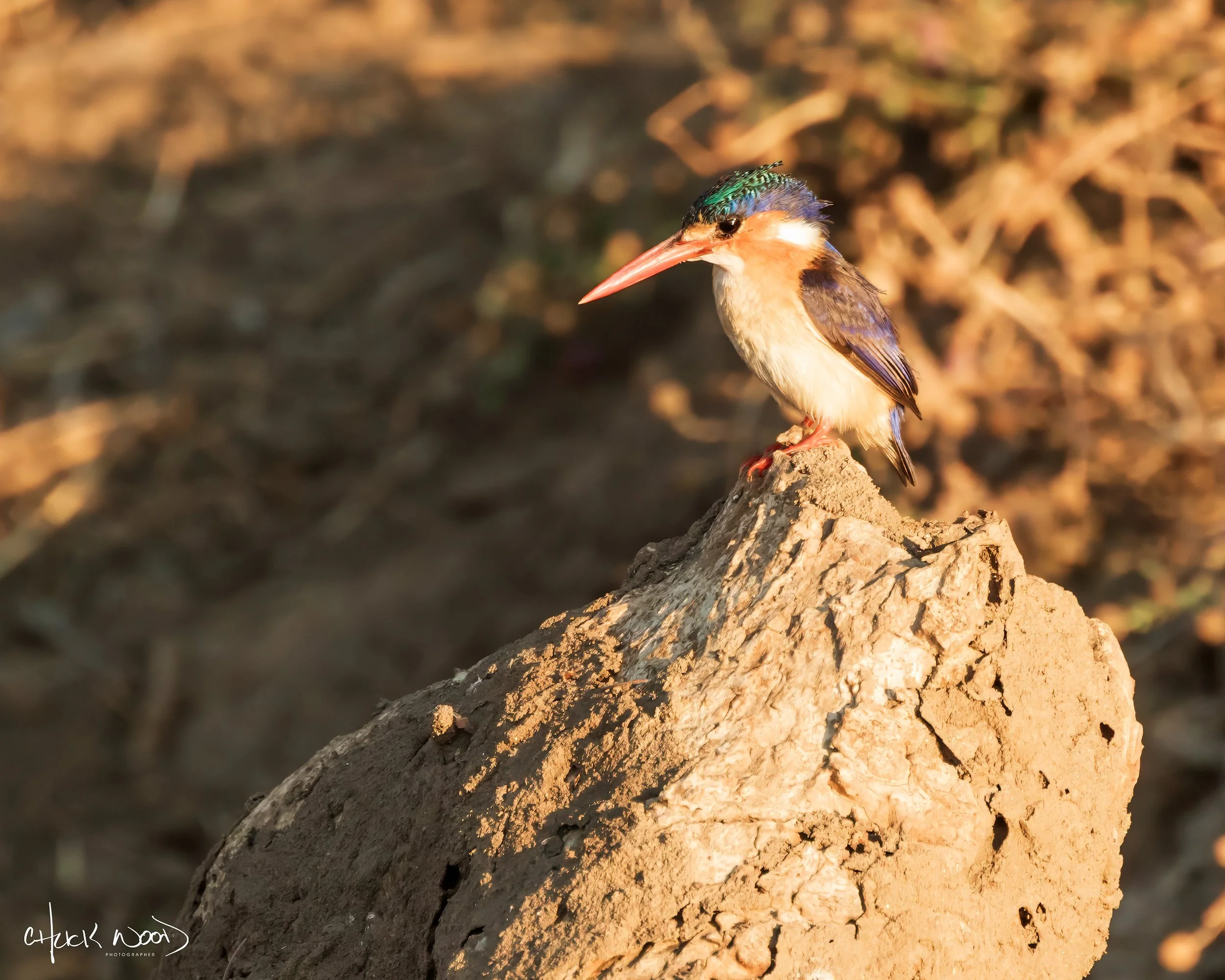  Mana Pools, Zimbabwe 2019 
