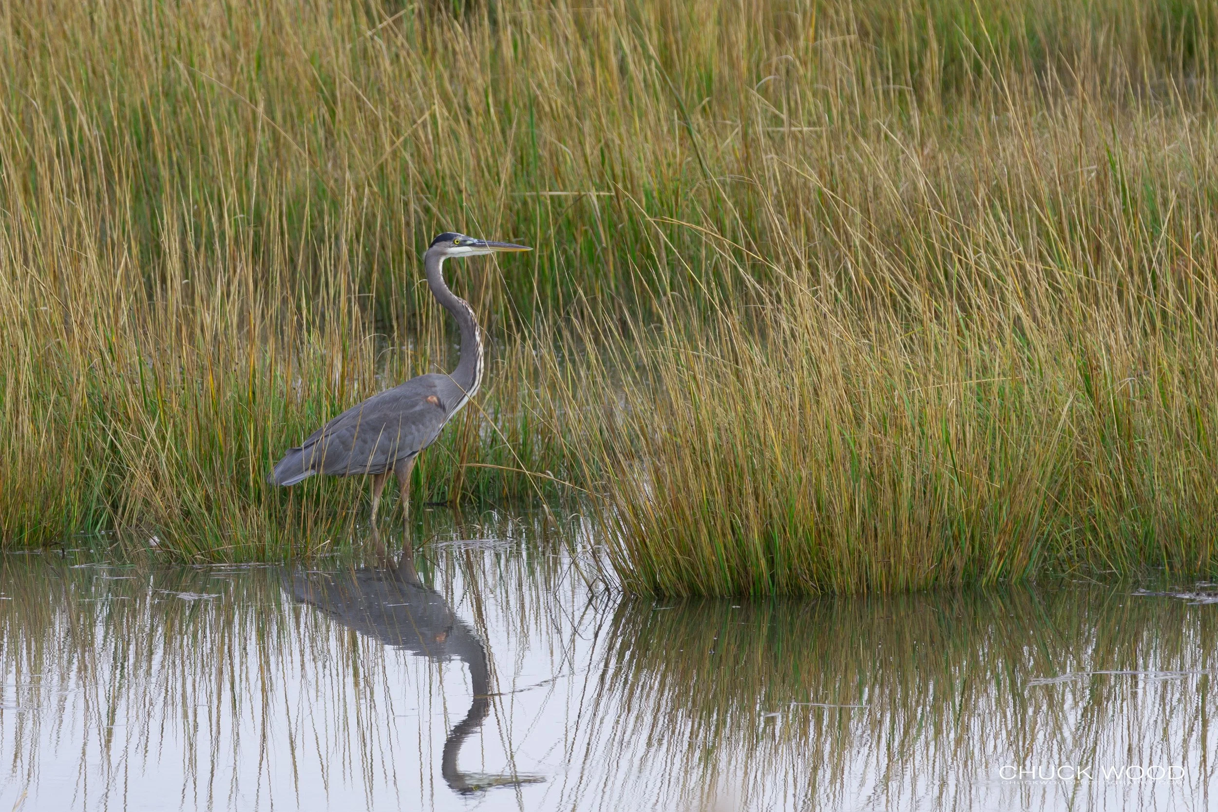  Forsythe NWR, NJ 2018 