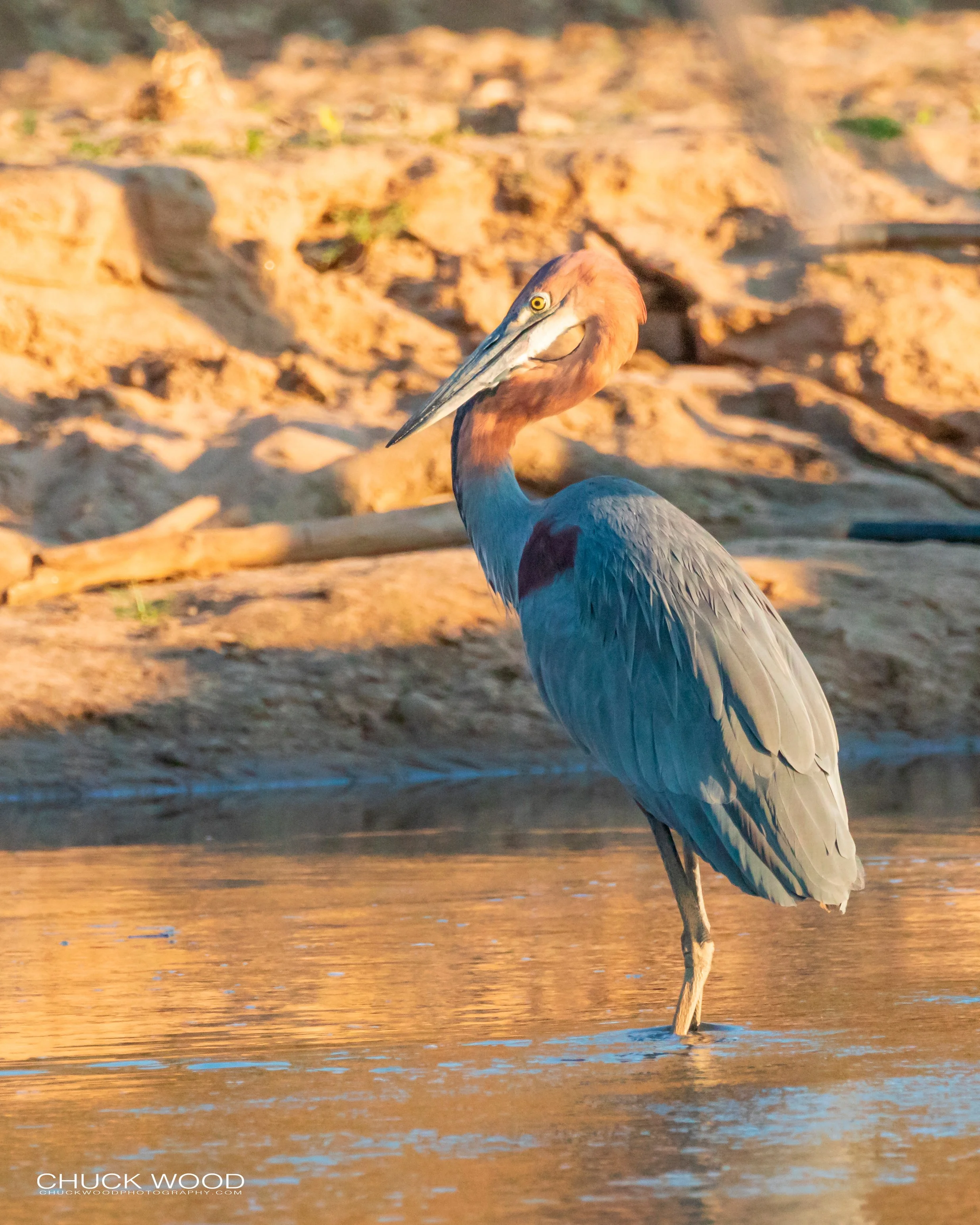  Mana Pools, Zimbabwe 2019 