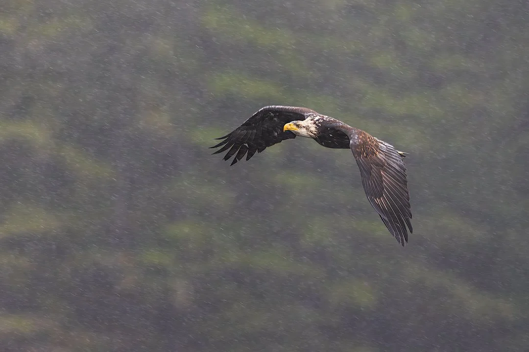 CW00194-Bald-Eagle-Sitka-Rain-2024-1080.jpg