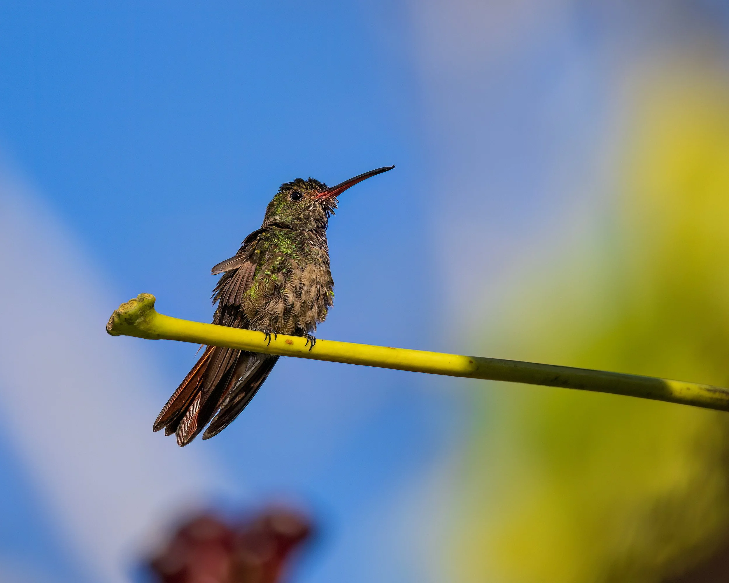  Hotel Bougainvillea, Costa Rica 2023 