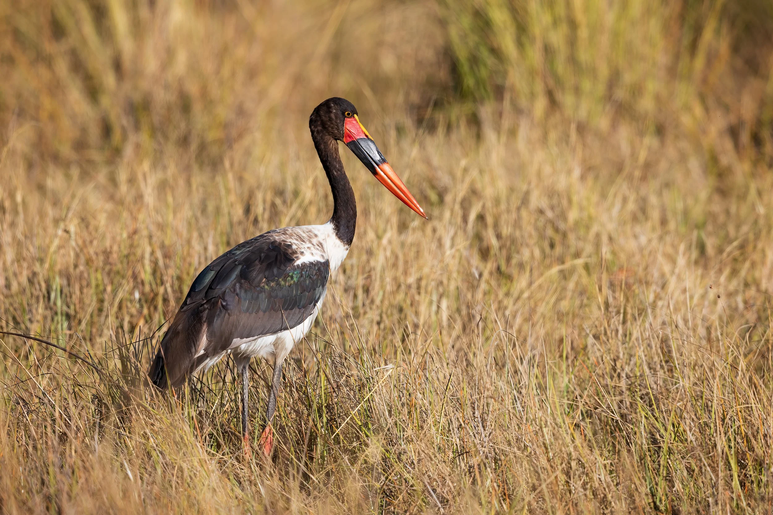  Moremi, Botswana 2023 