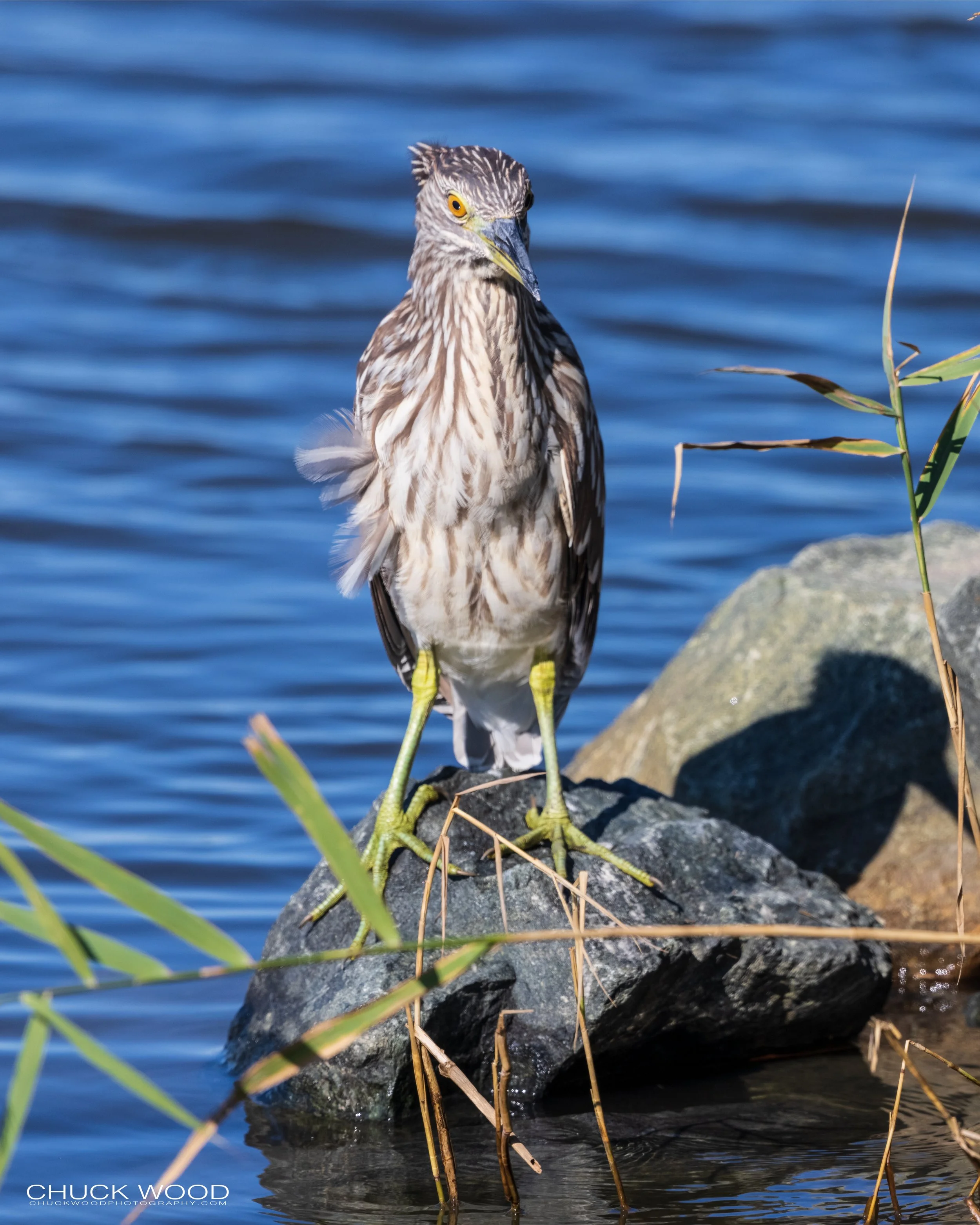  Forsythe NWR, NJ 2021 