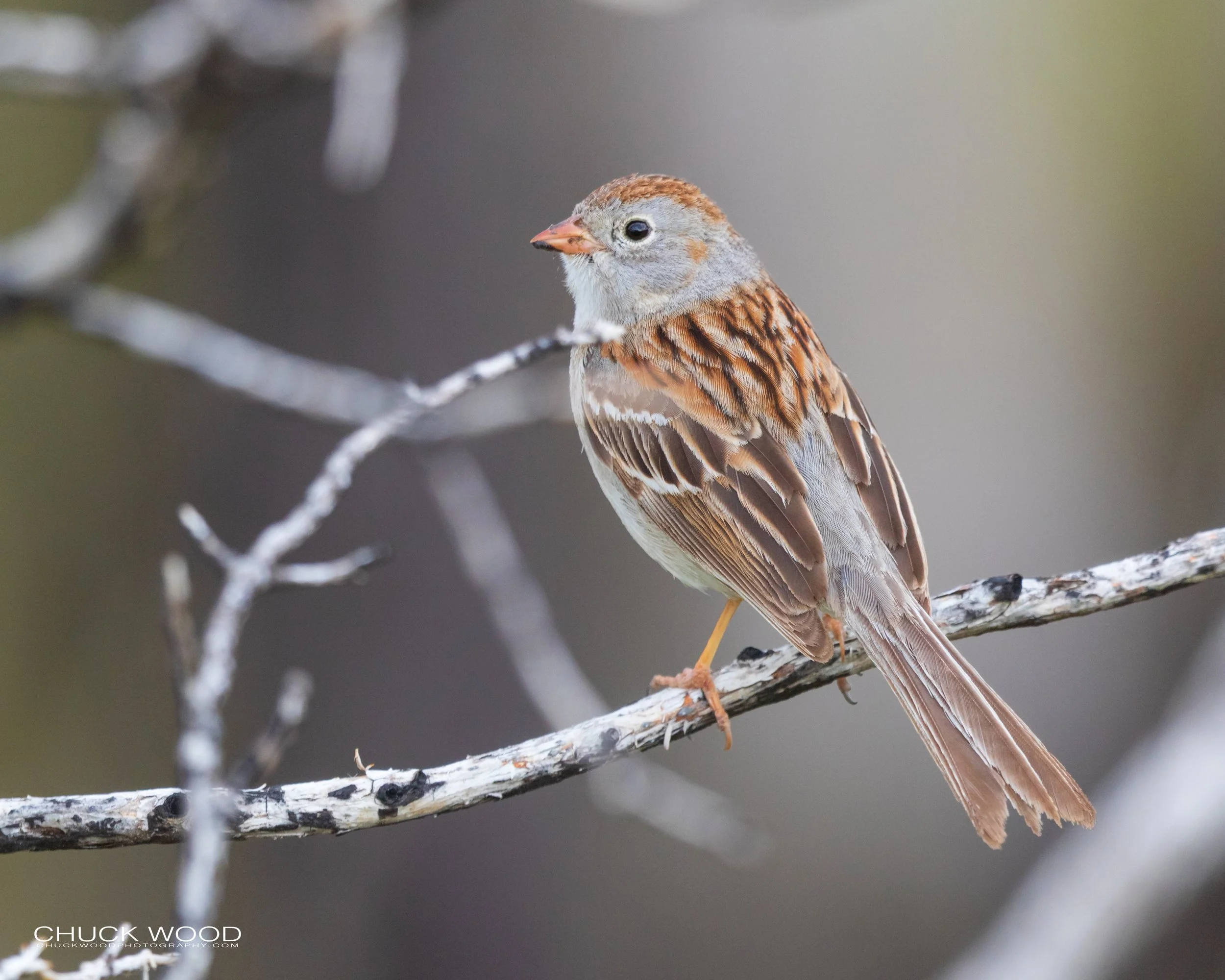 Theodore Roosevelt NP, ND 2020