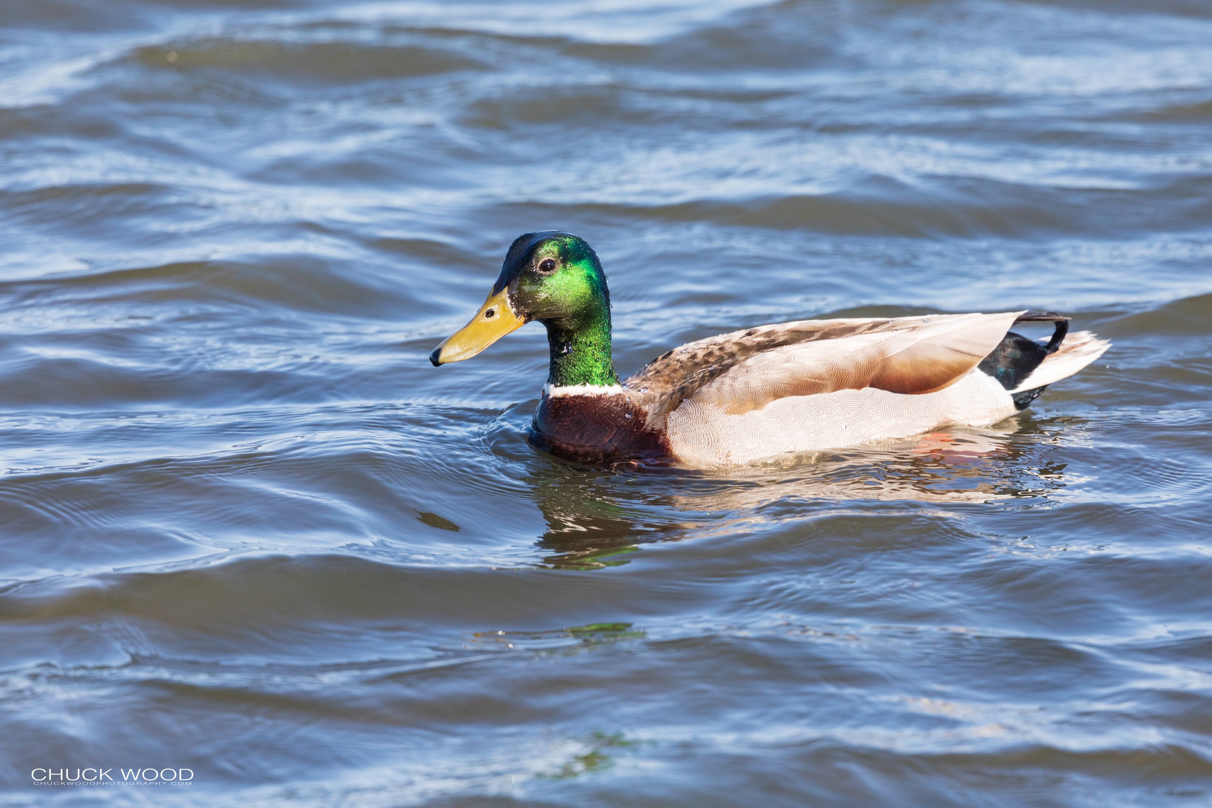 Forsythe NWR, NJ 2020 