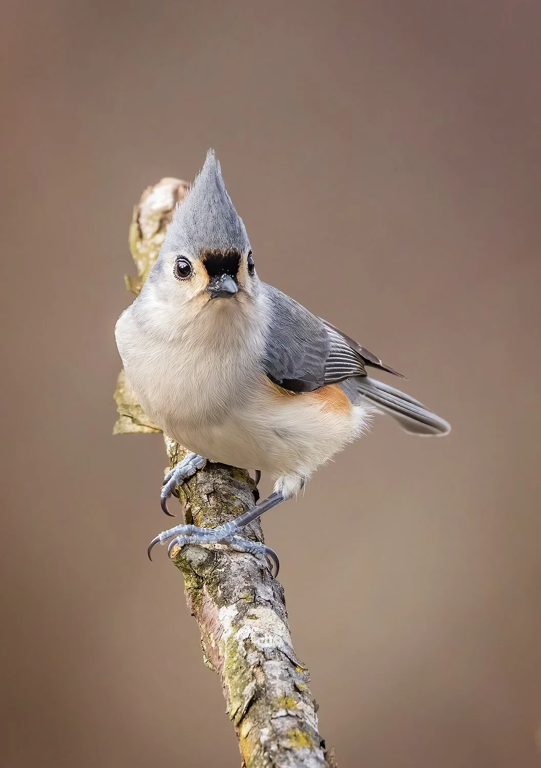 Tufted-Titmouse-20230107-38-Continental-03-card-1500.jpg