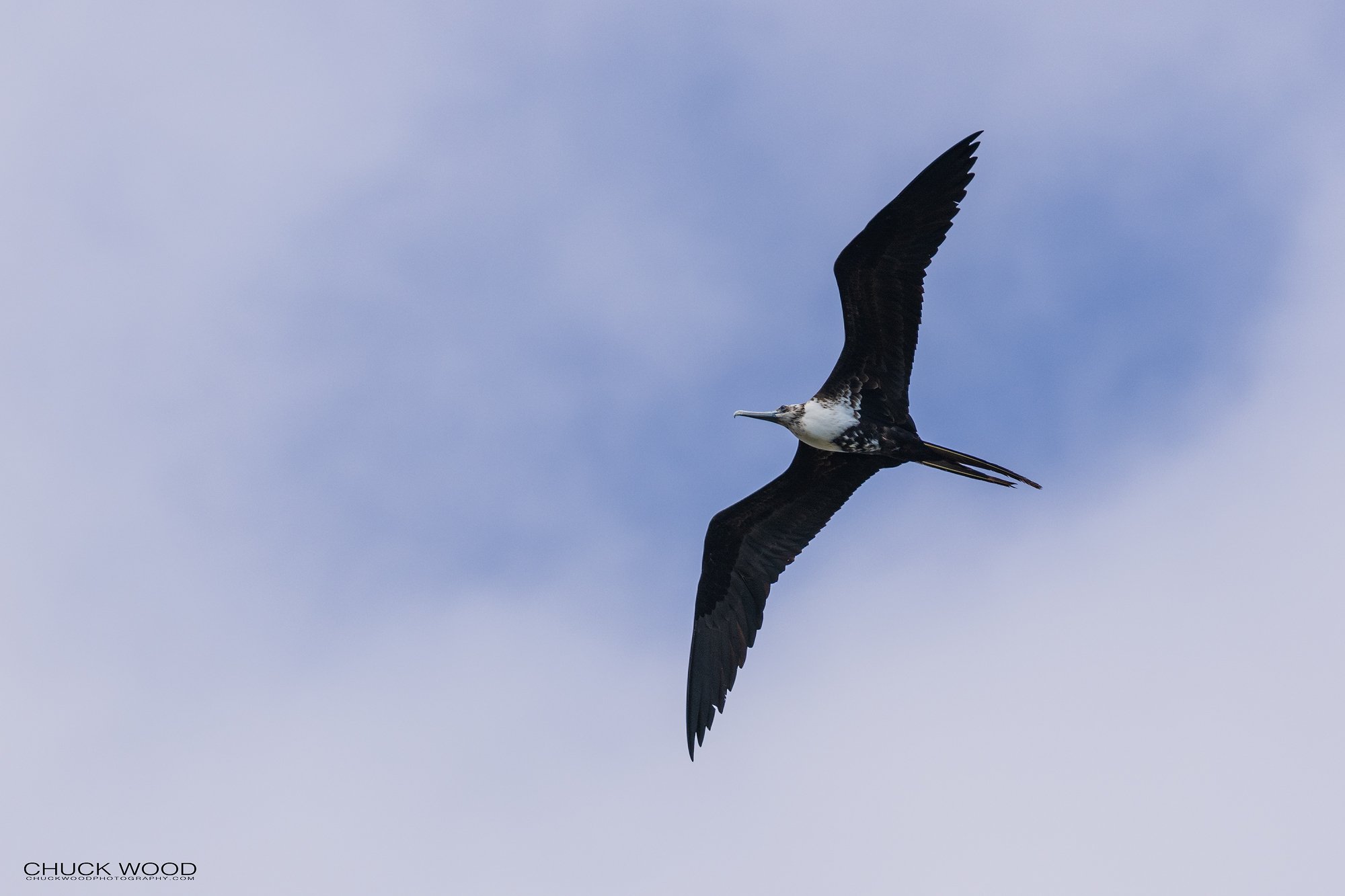  Osa Peninsula, Costa Rica 2022 