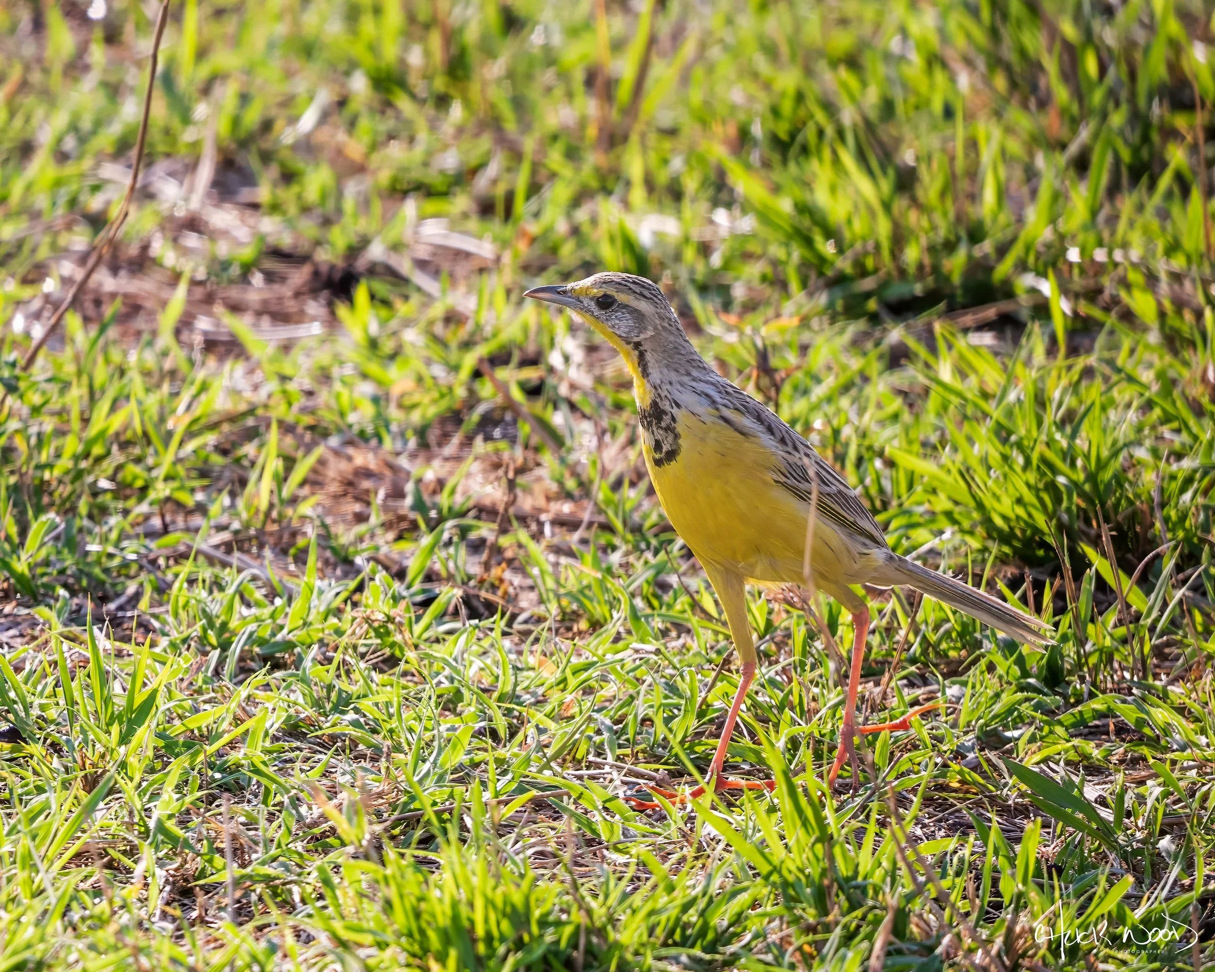  Serengeti, Tanzania 2021 