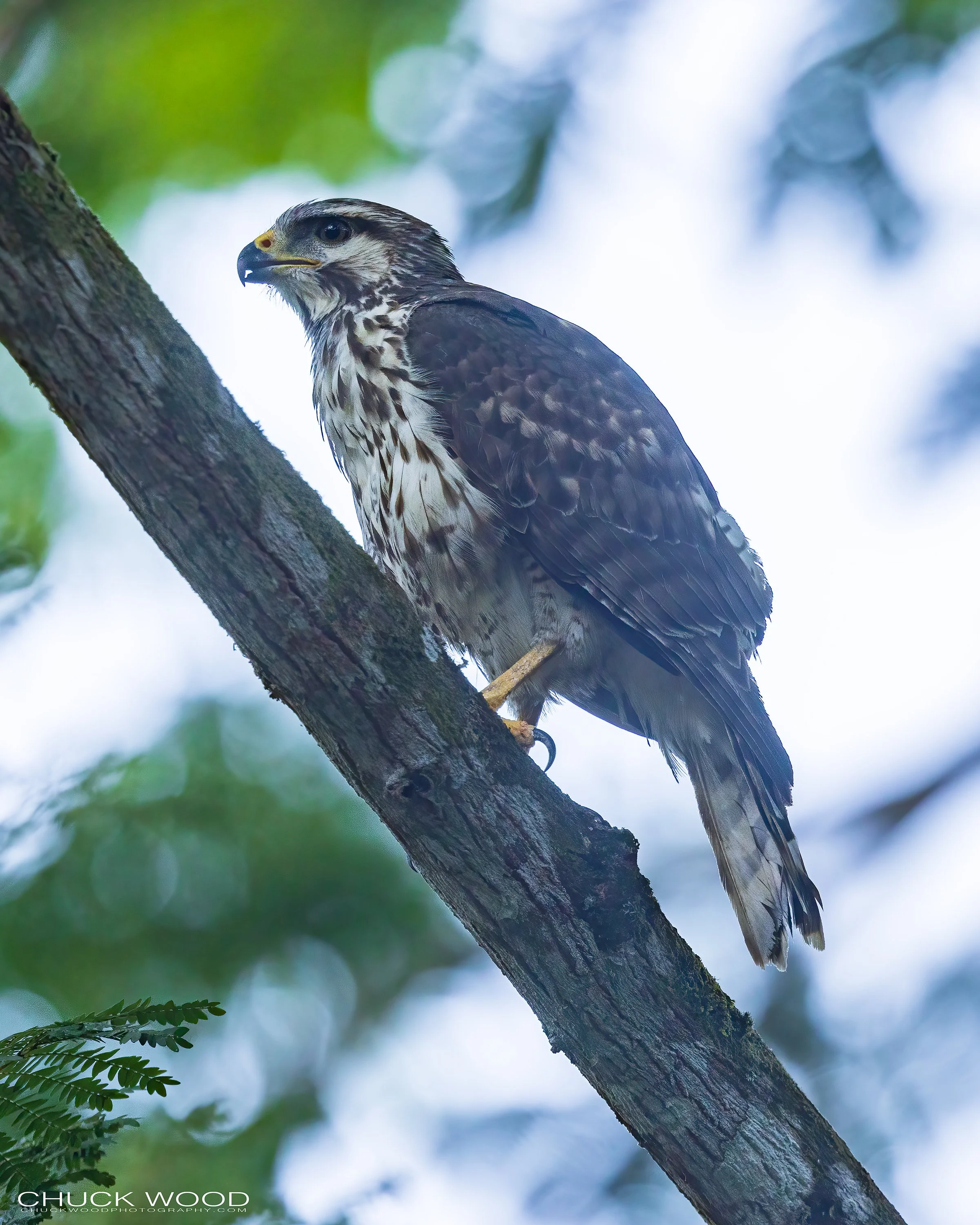  Carara NP, Costa Rica 2023 