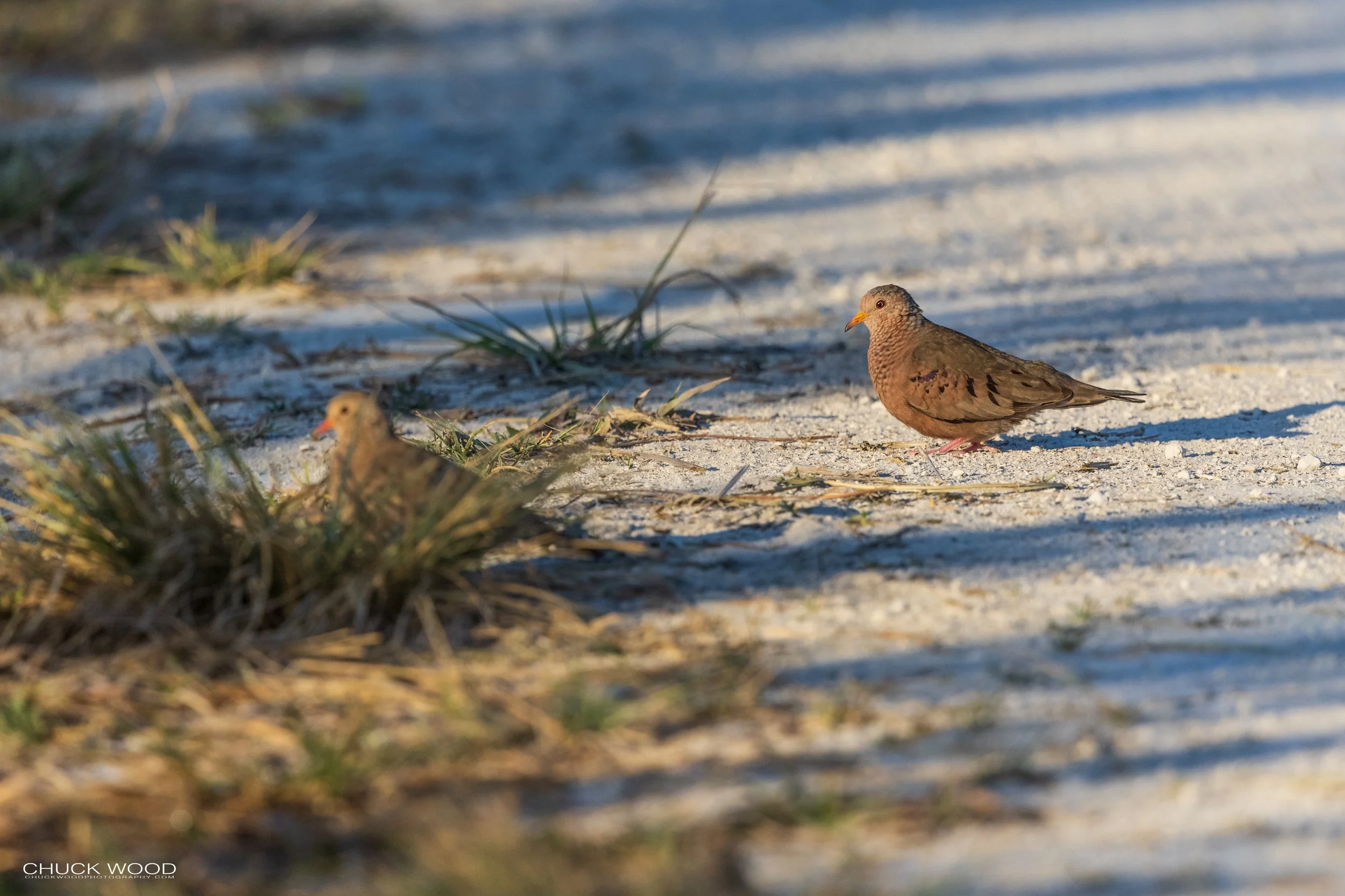  Merritt Island, FL 2021 