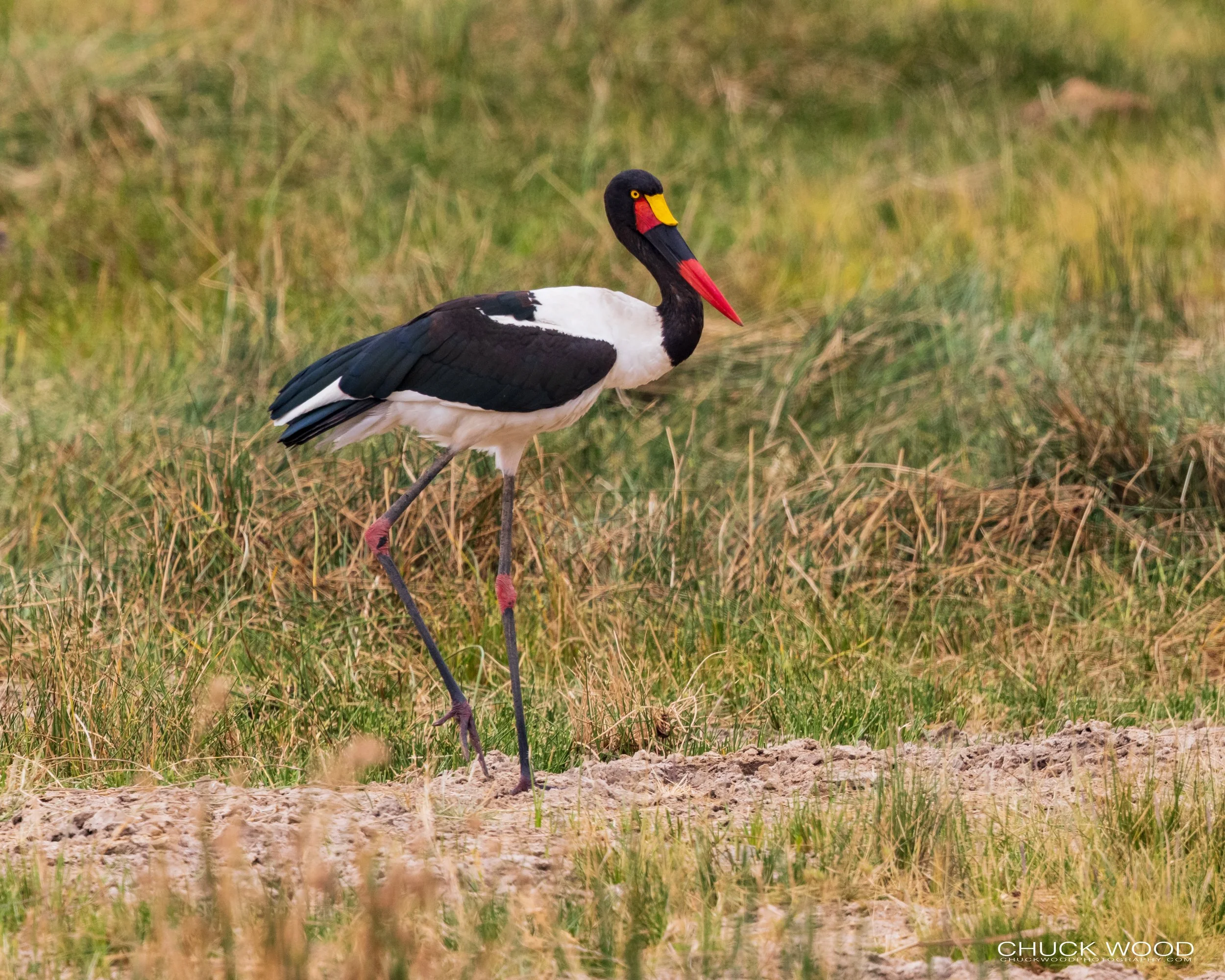  Tarangire, Tanzania 2021 