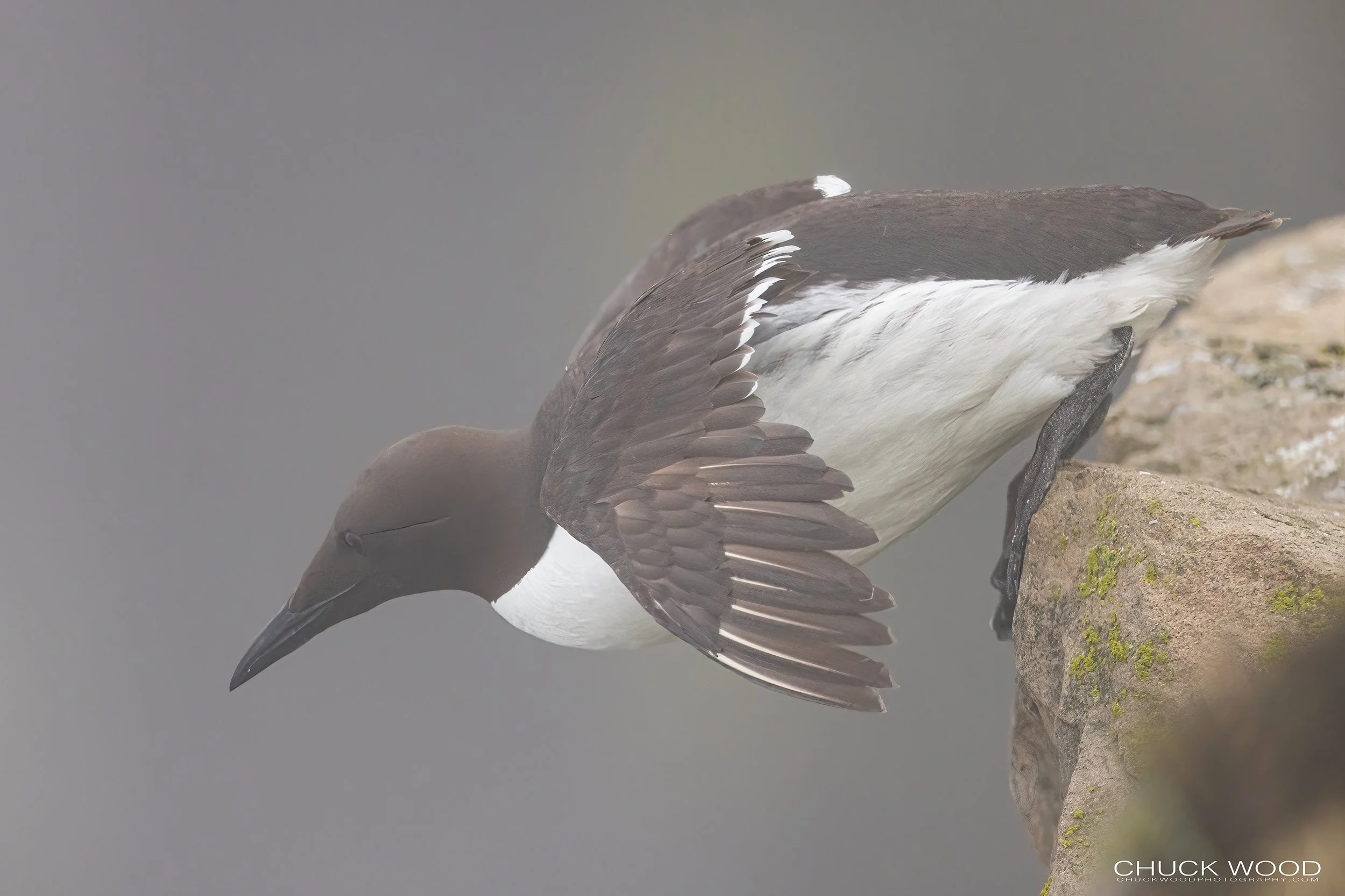   Cape St. Marys, NL 2022 