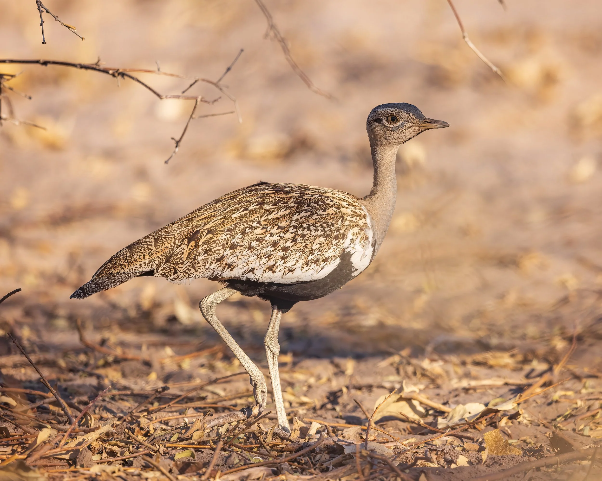  Savuti, Botswana 2023 