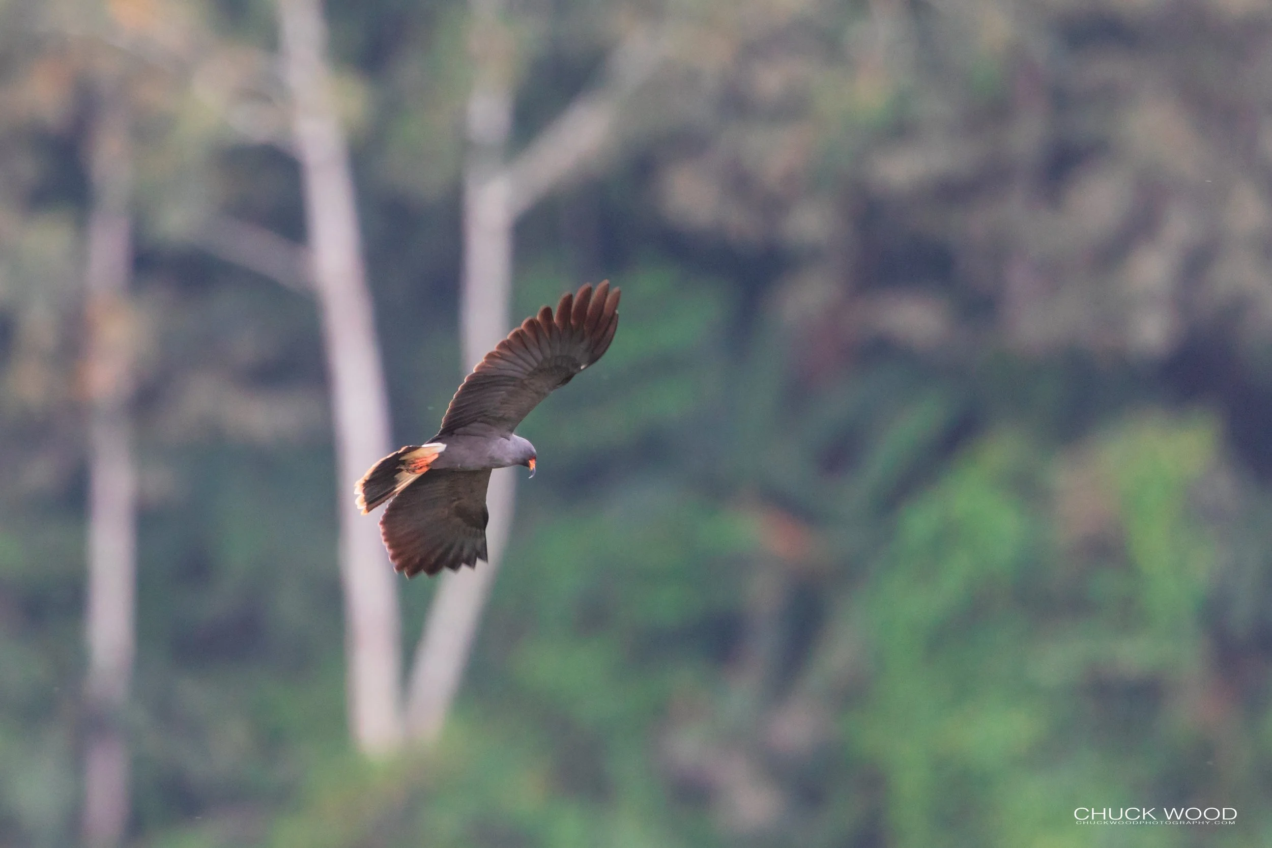  Embalse Angostura, Costa Rice 2020 