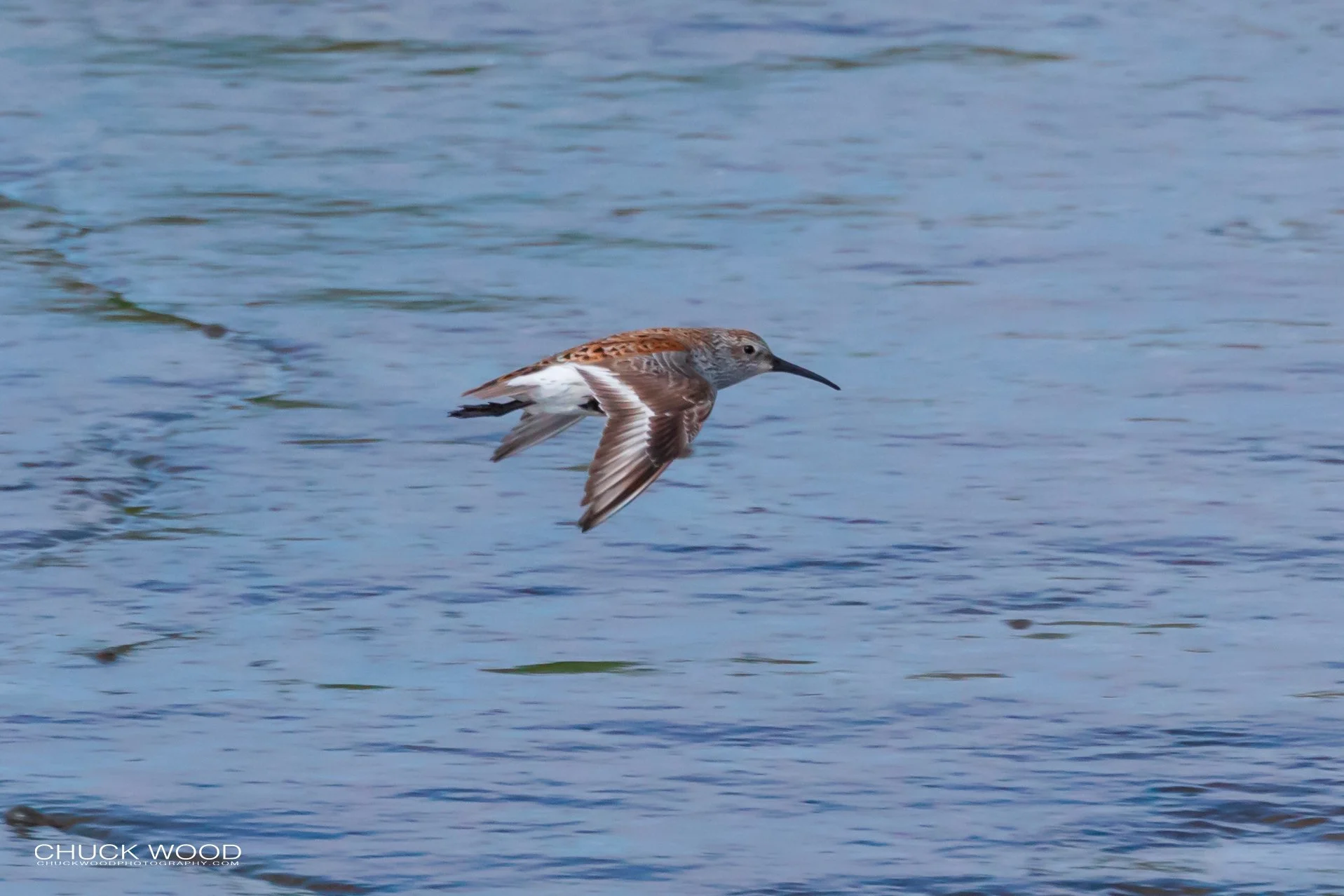  Forsythe NWR, NJ 2019 